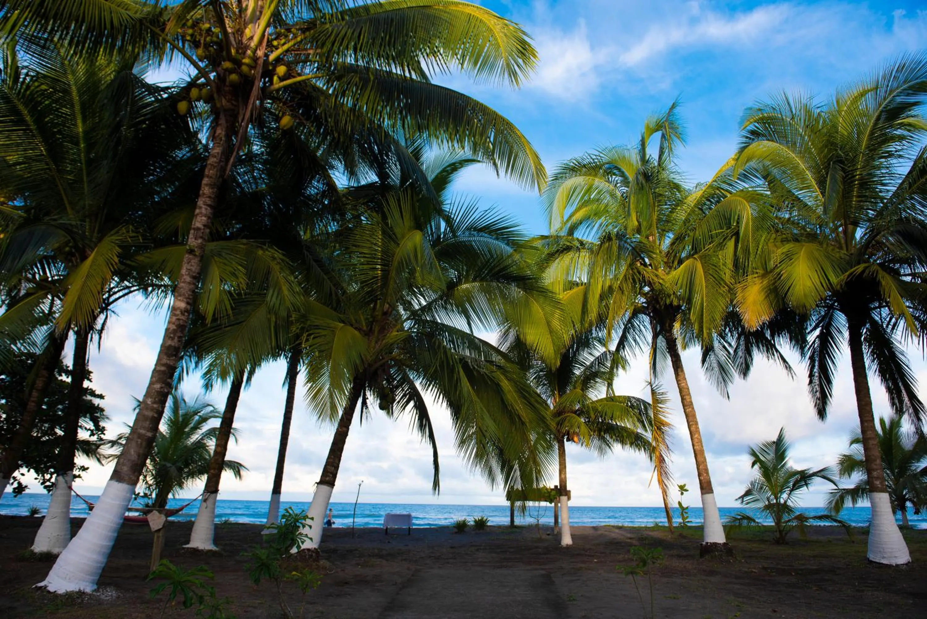 Natural landscape in Hotel Tortuguero Beachfront