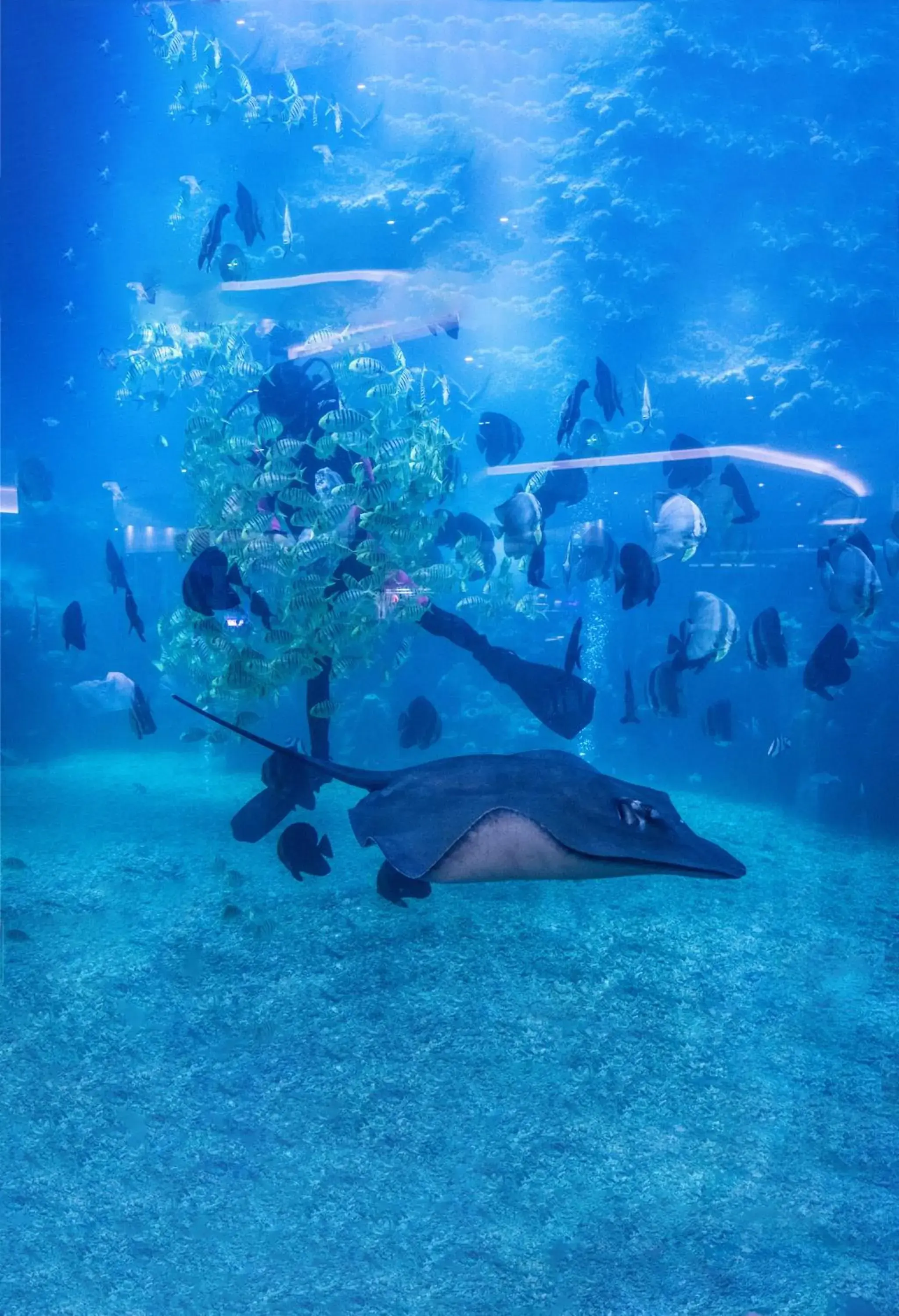 Palace Resort Yalong Bay Sanya Palace Resort Yalong Bay Sanya