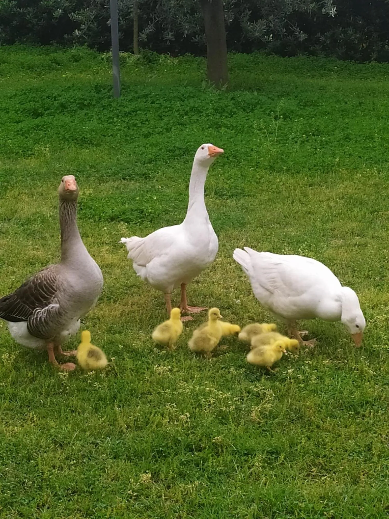 Animals in 'O Chalet