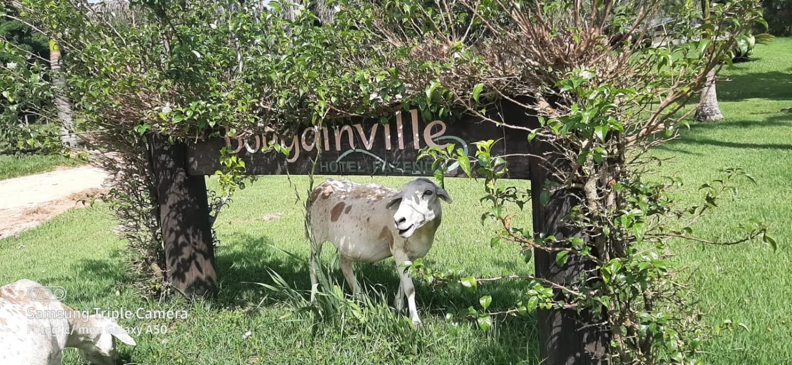Bougainville Hotel Fazenda