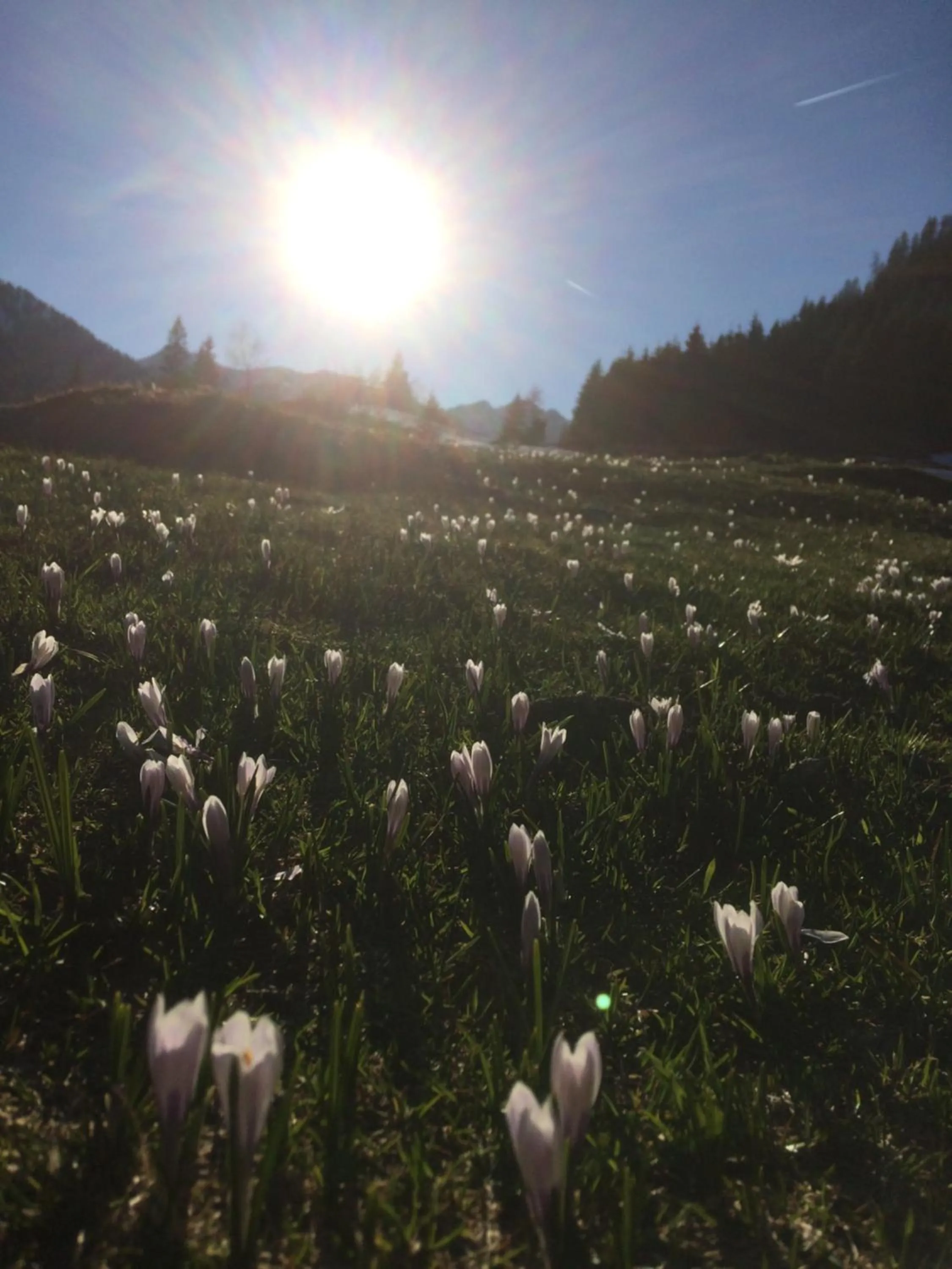 Spring in Dachsteinblick