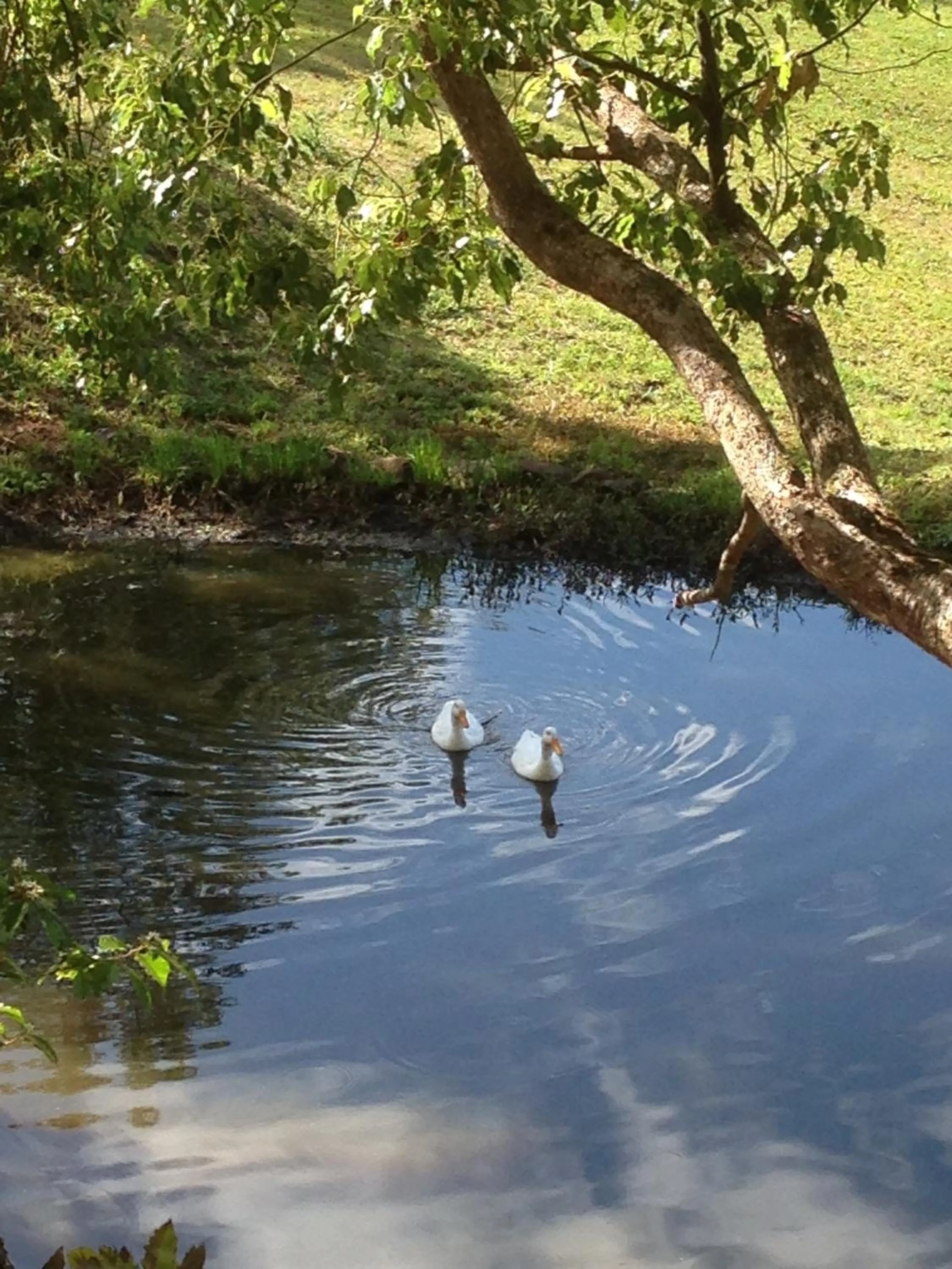 Garden in Blue Summit Cottages
