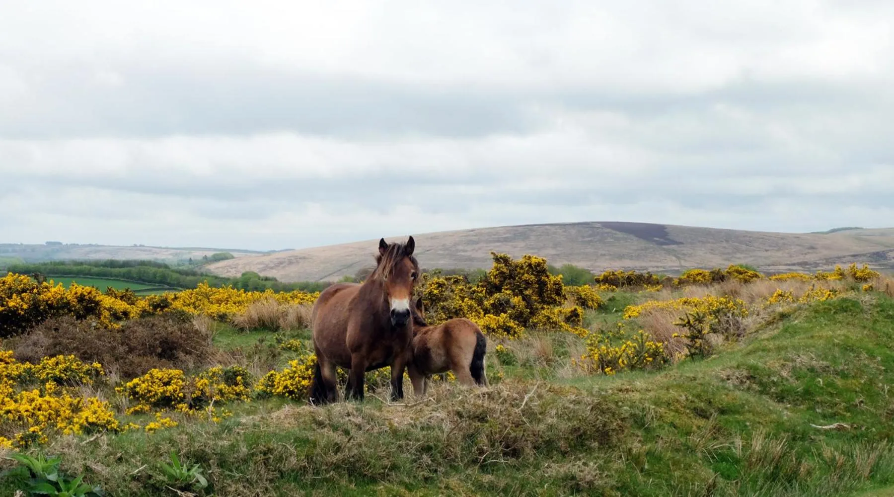 Animals in Chancery House