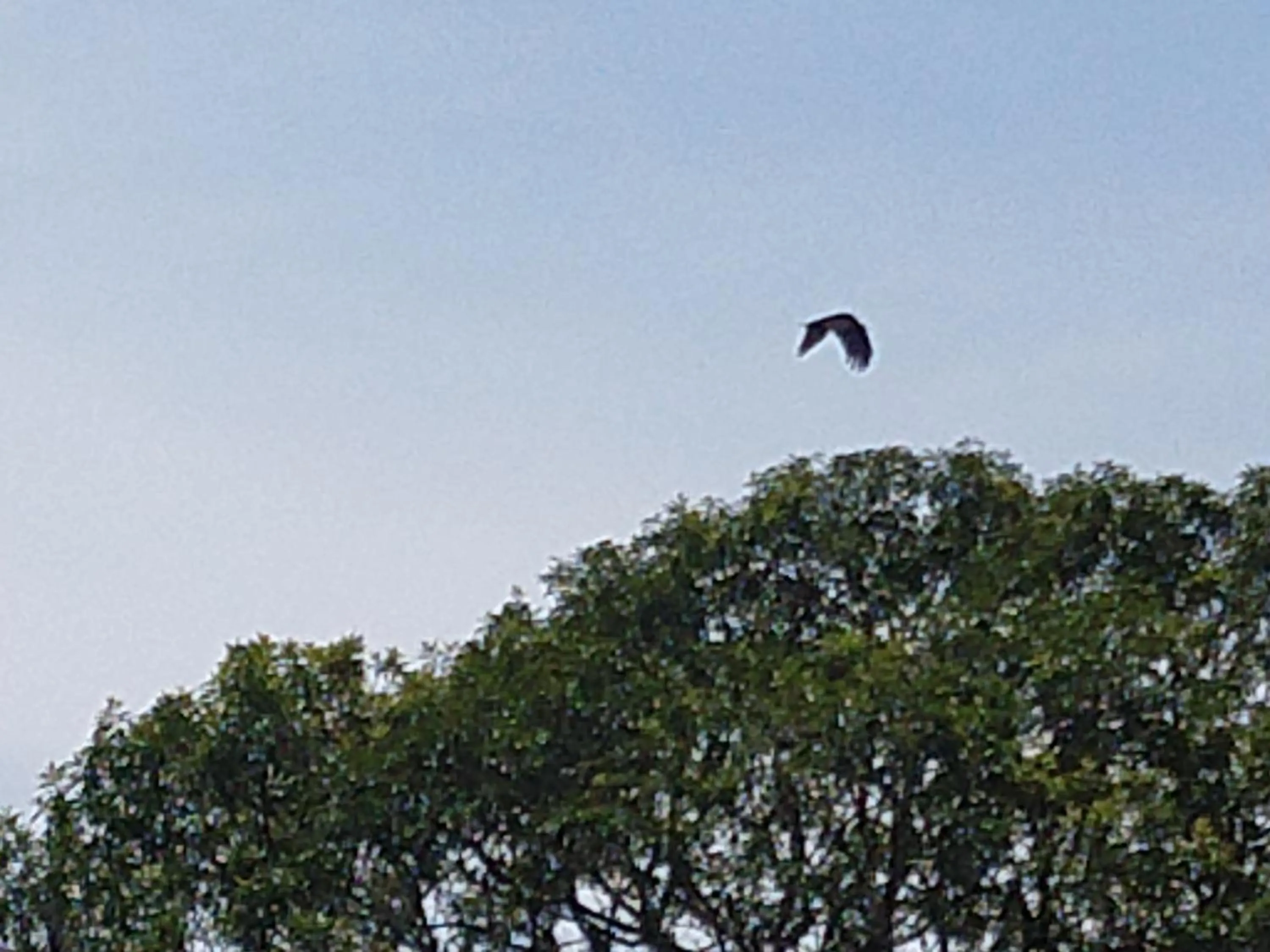 Garden view in Pousada Silvestre