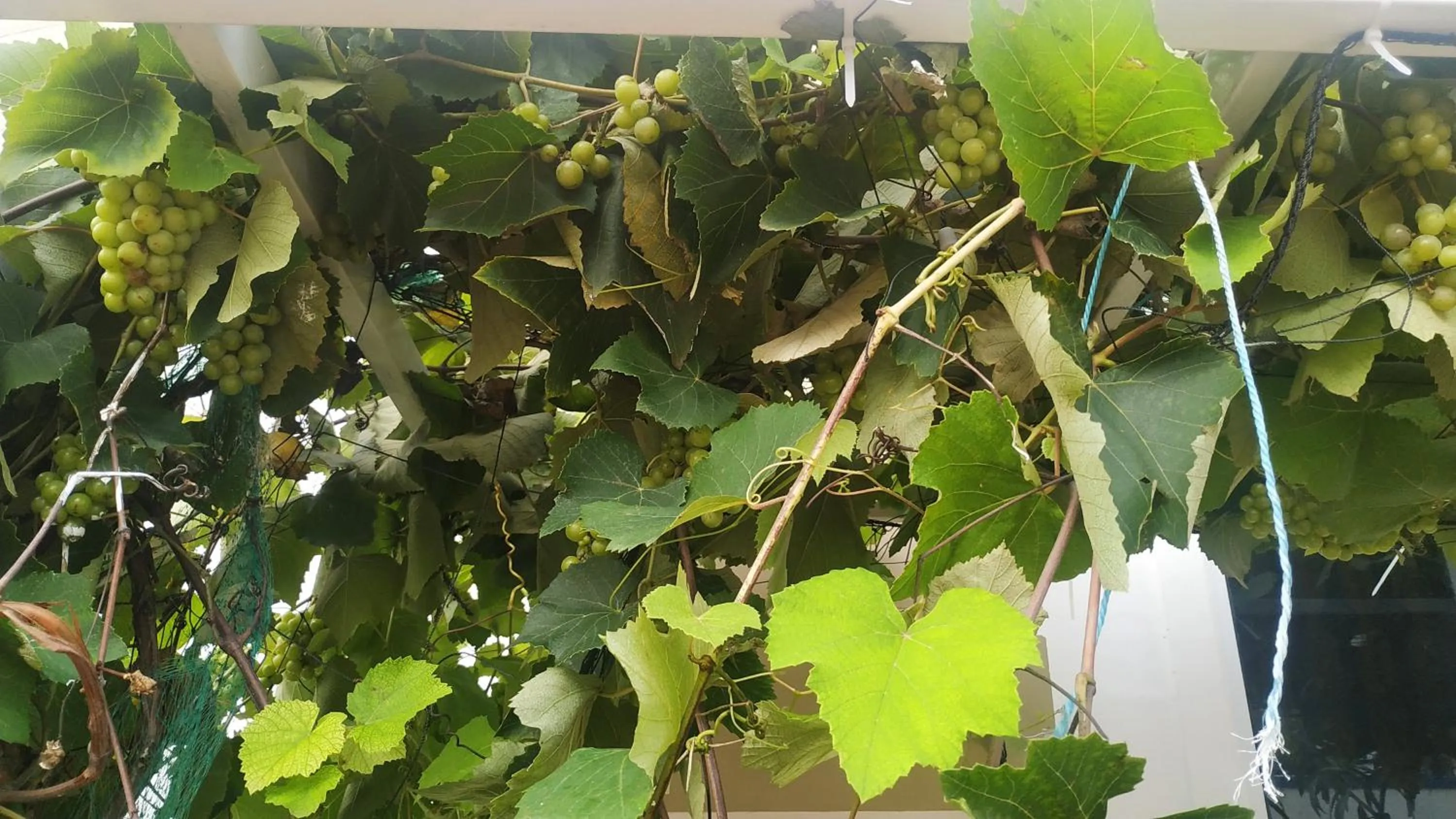 Garden in Daffodils Spice Court