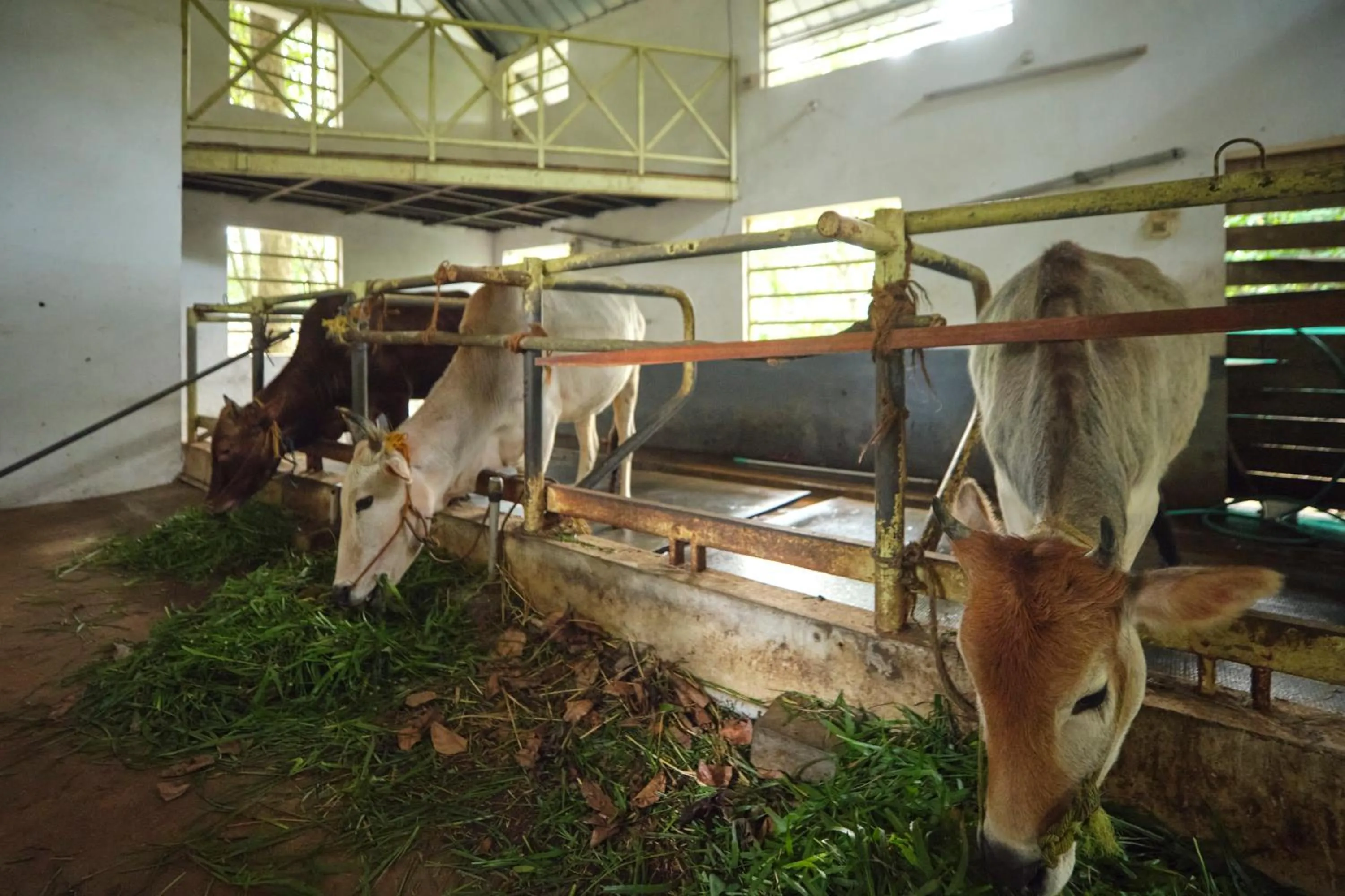 Activities in Reen Resorts Aanavilasam Plantation Thekkady