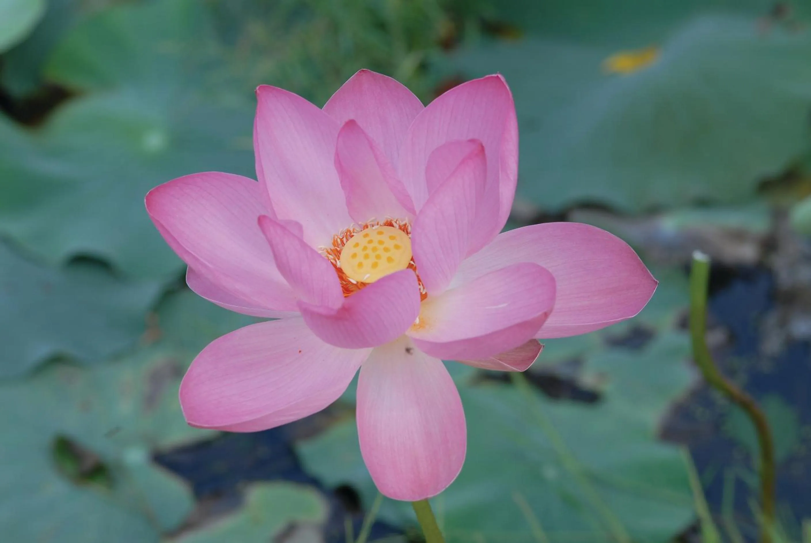 Spa and wellness centre/facilities in Reen Resorts Aanavilasam Plantation Thekkady