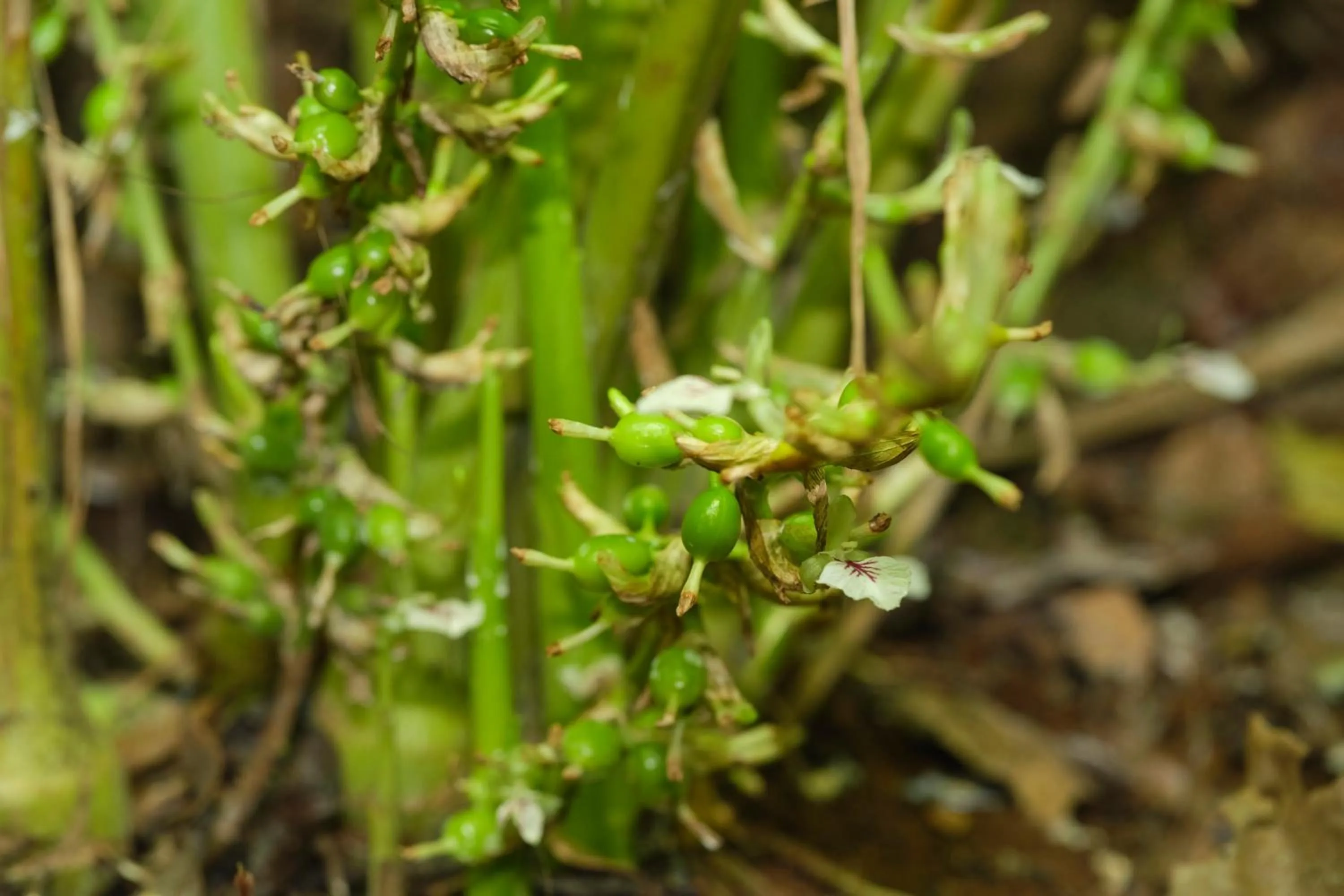 Natural landscape in Reen Resorts Aanavilasam Plantation Thekkady