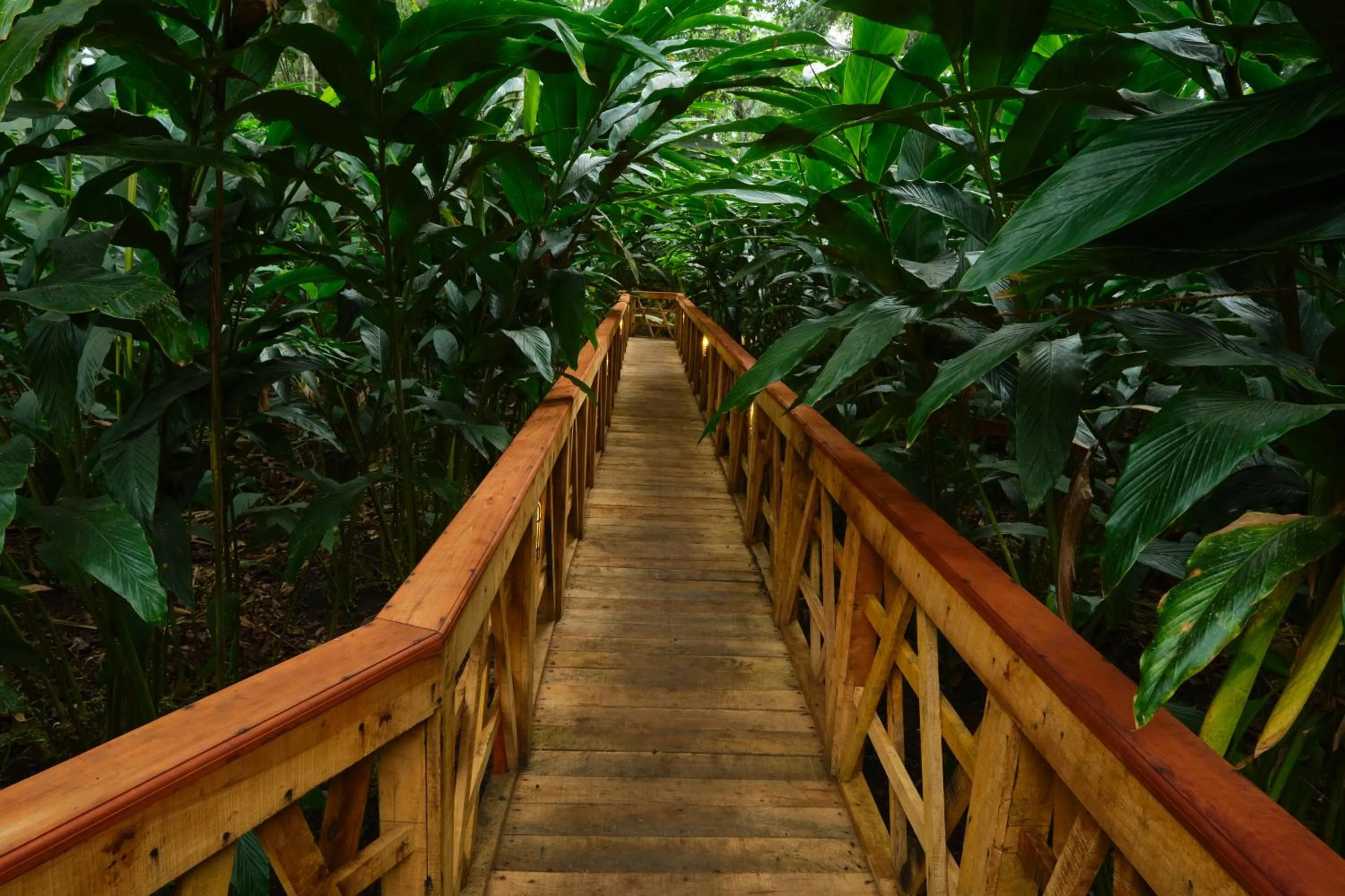 Natural landscape in Reen Resorts Aanavilasam Plantation Thekkady