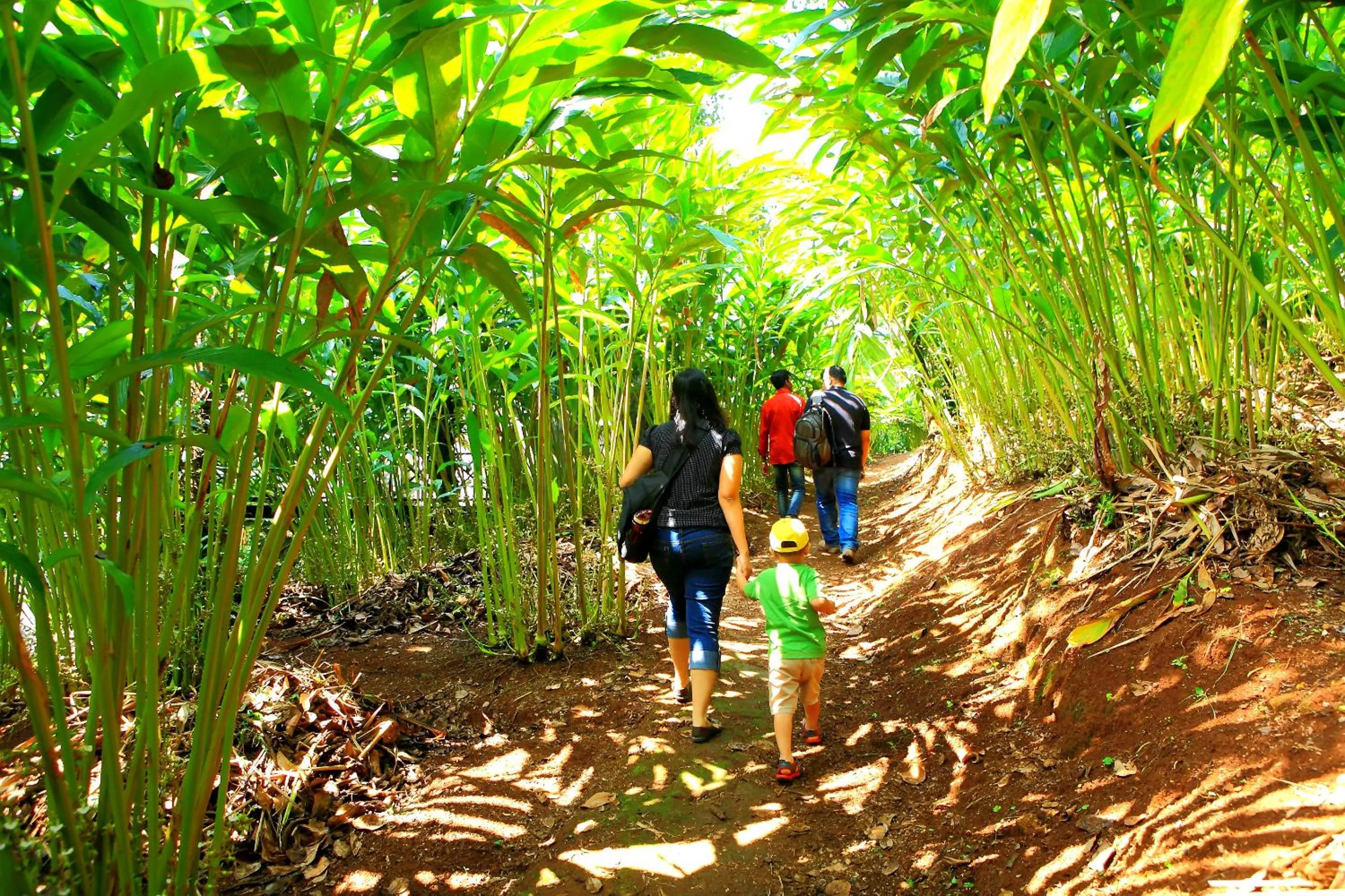 Garden view in Reen Resorts Aanavilasam Plantation Thekkady