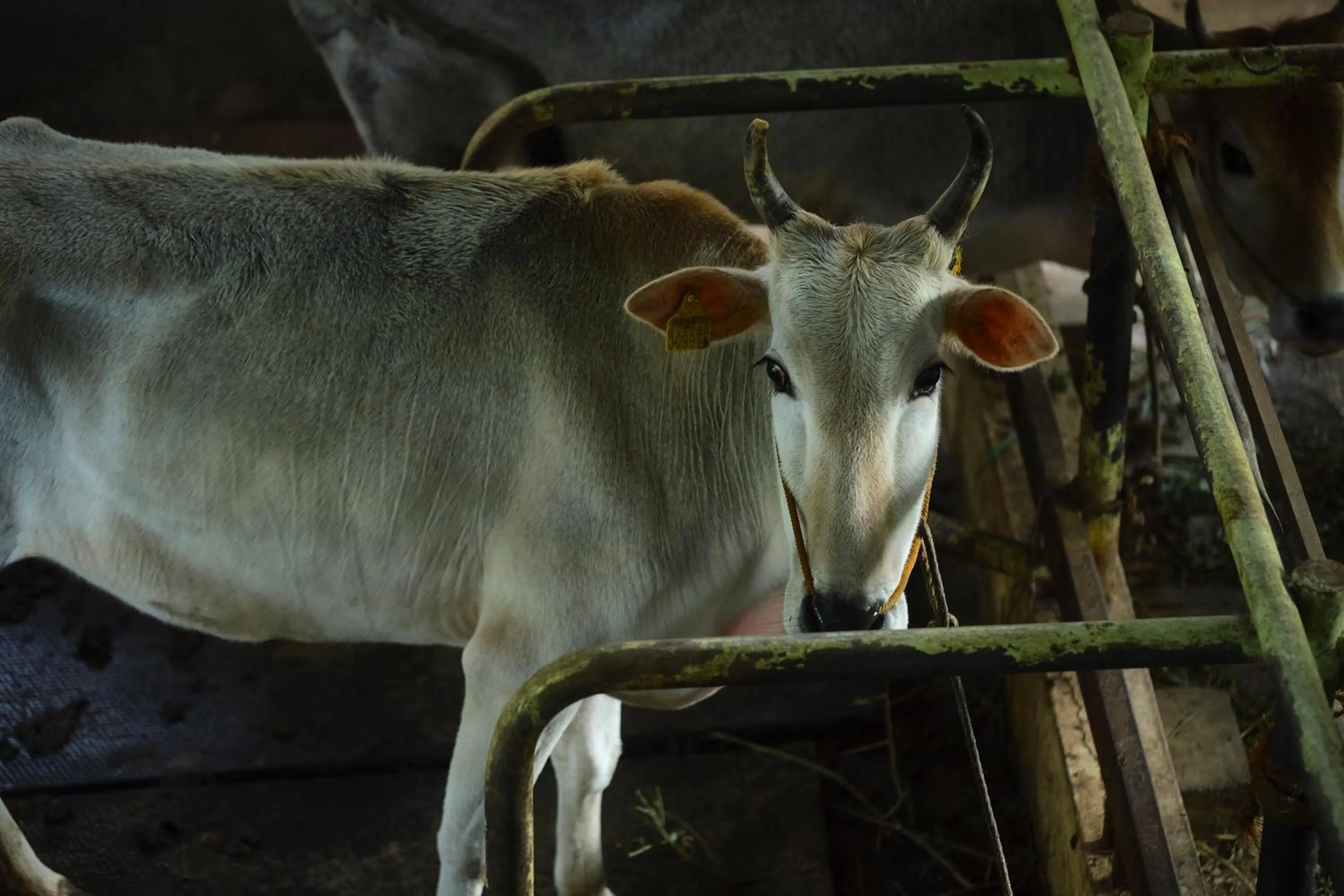 Animals in Reen Resorts Aanavilasam Plantation Thekkady
