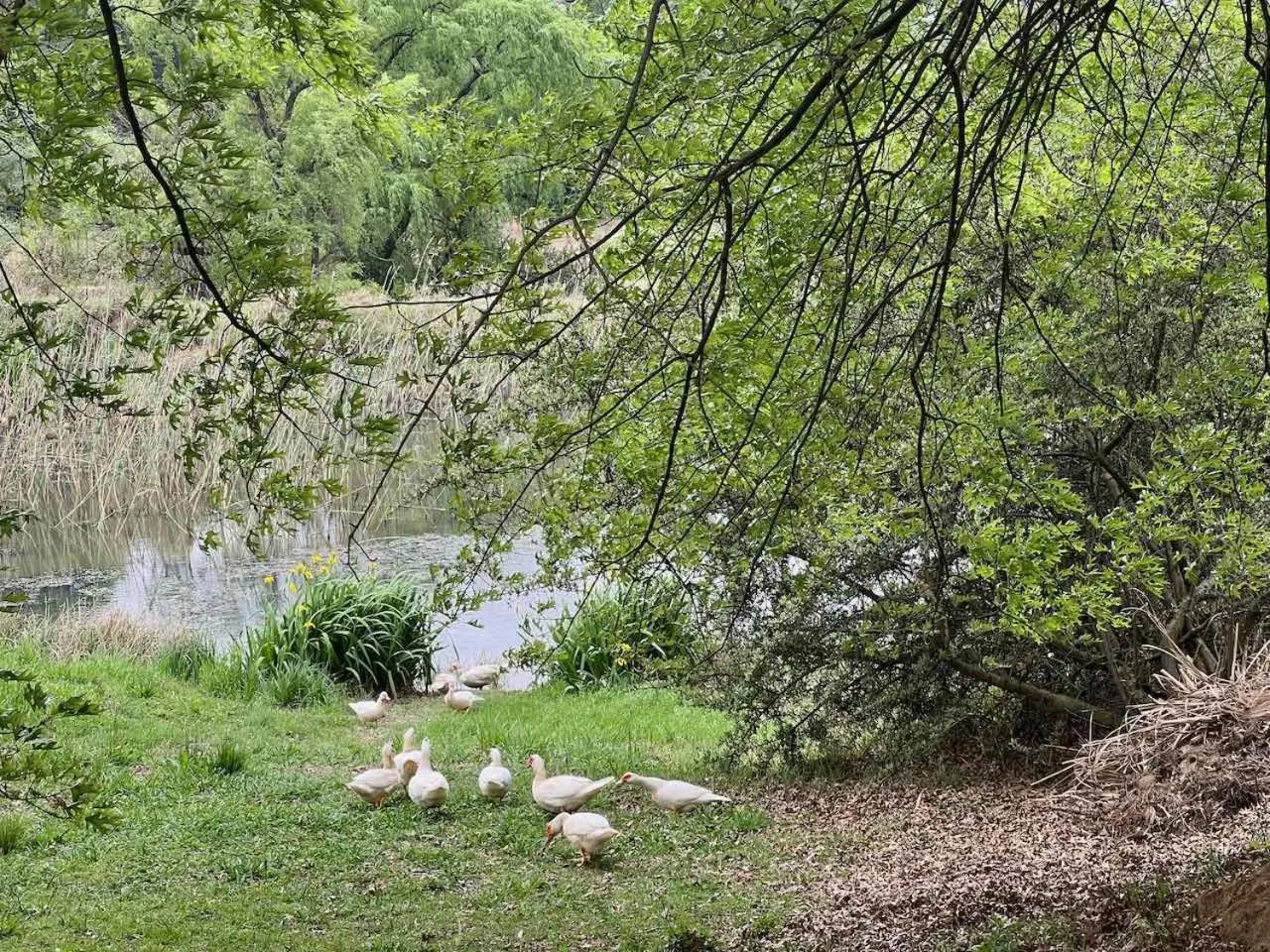 Natural landscape in Malachite Manor