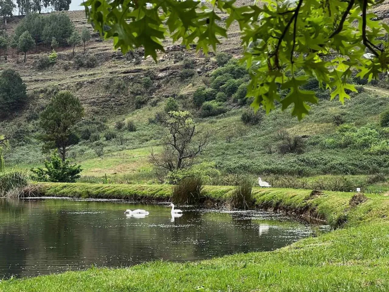 Natural landscape in Malachite Manor