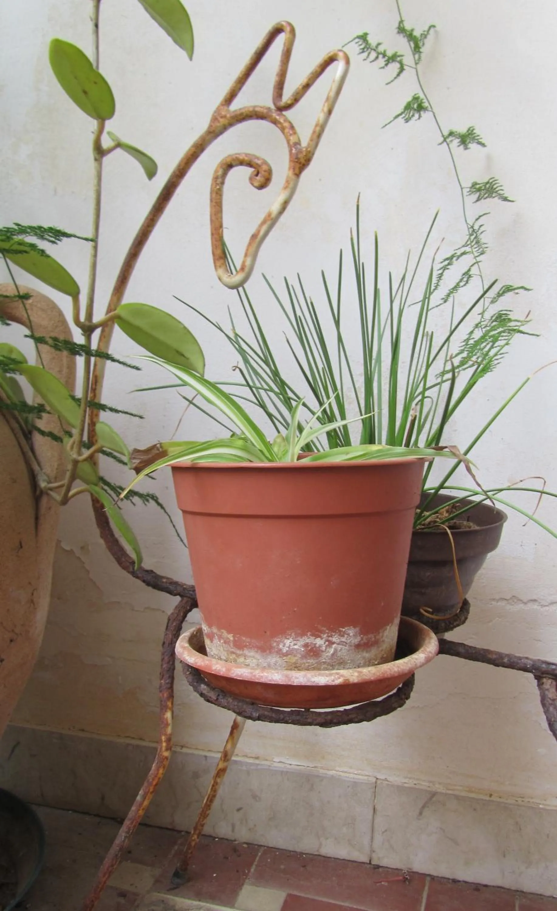 Garden in Bed & Breakfast Alice