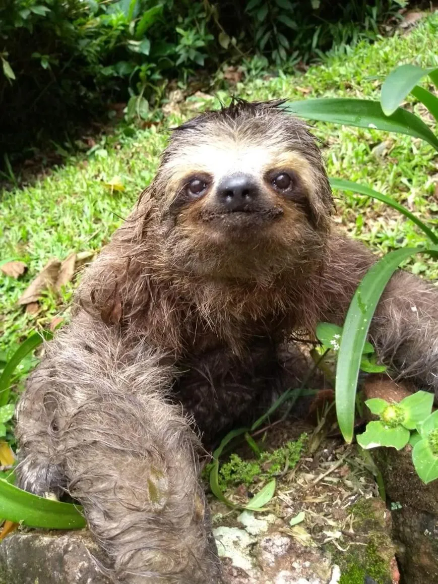 Sítio e Pousada Recanto Dos Ipês