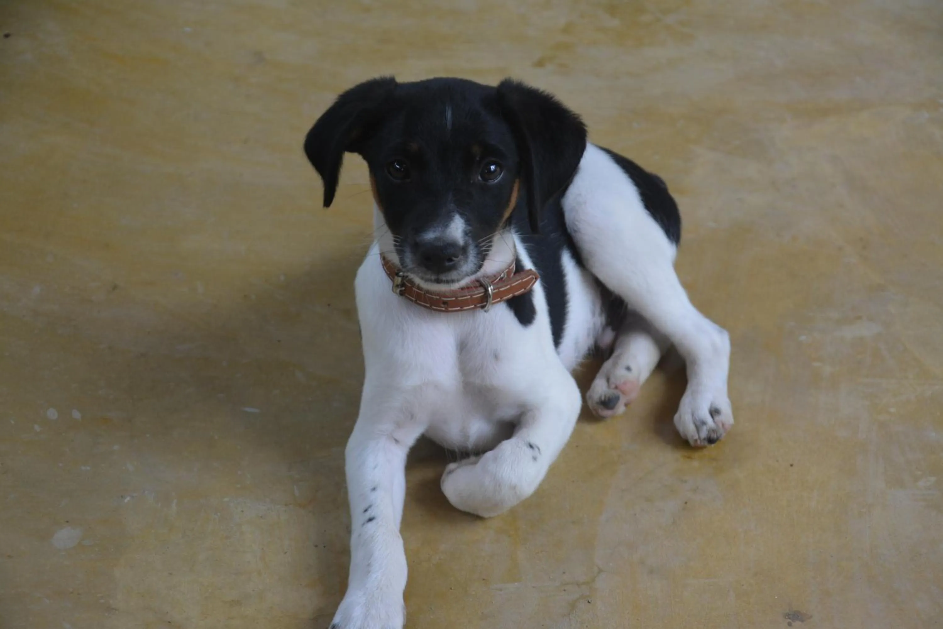 Sítio e Pousada Recanto Dos Ipês