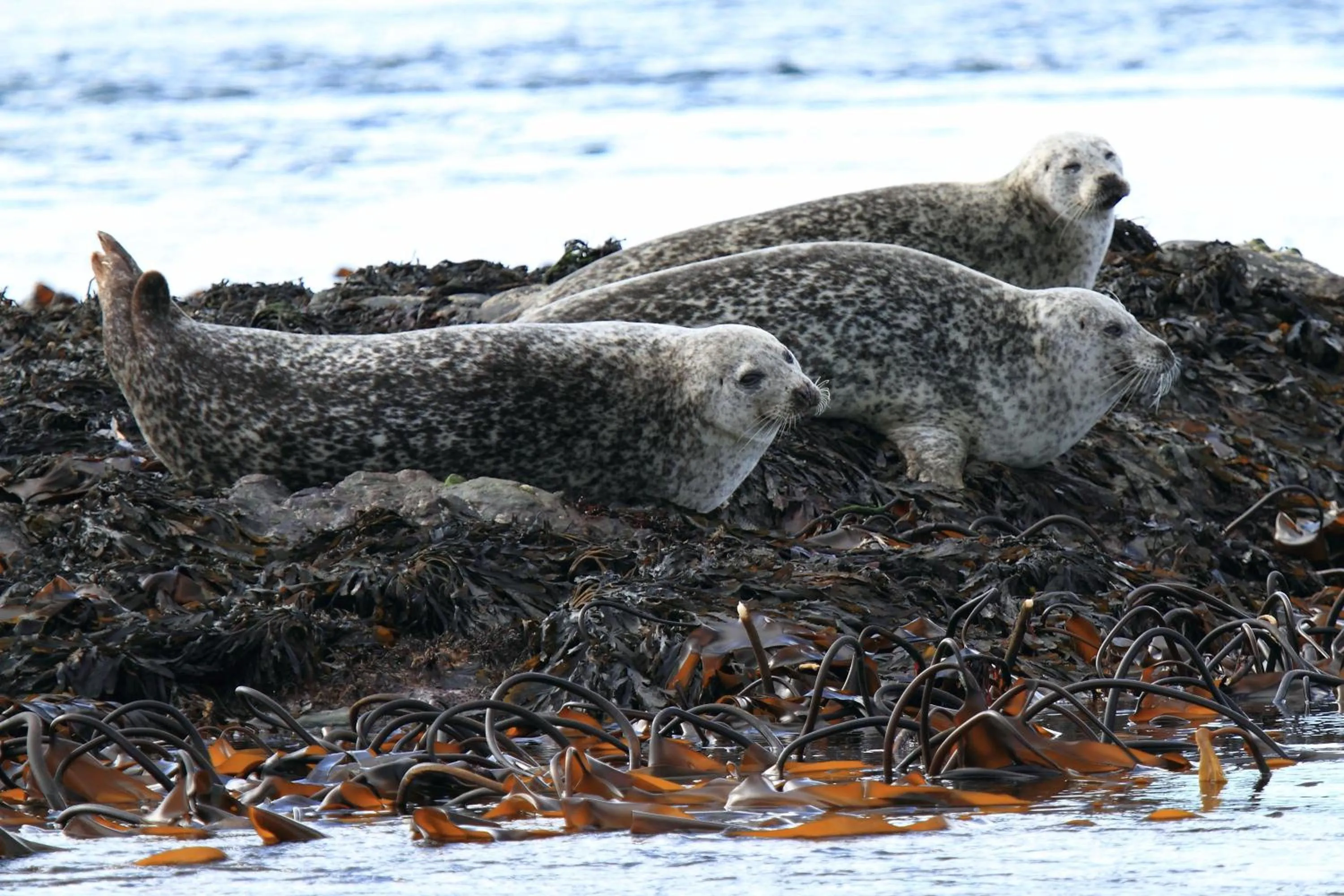 Area and facilities in The Isles of Glencoe Hotel