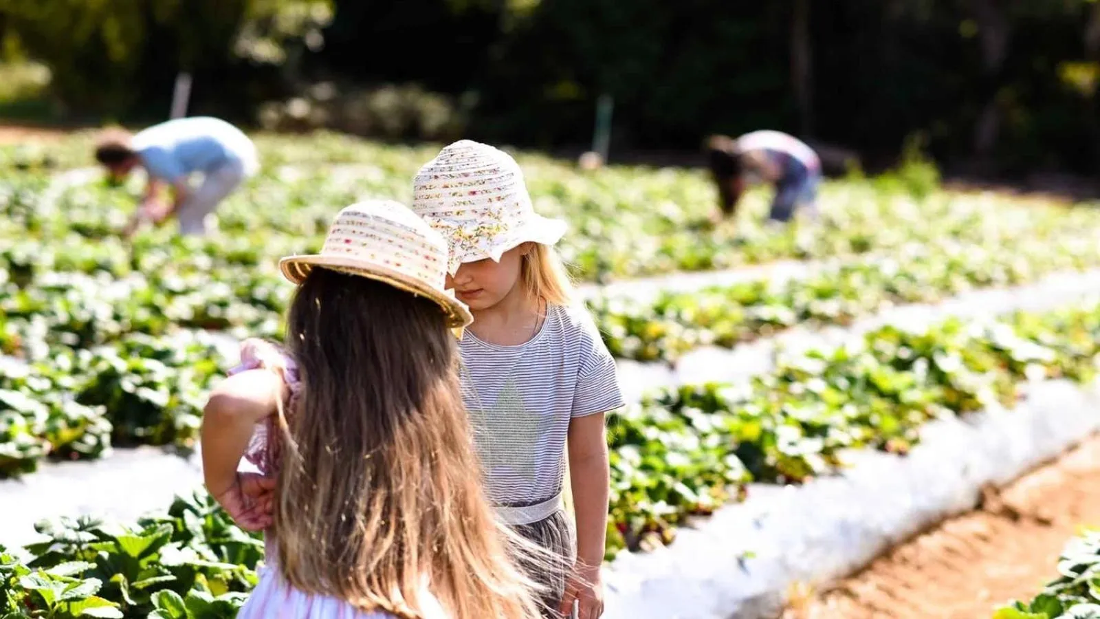 Restaurant/places to eat in Carmel at Sorrento