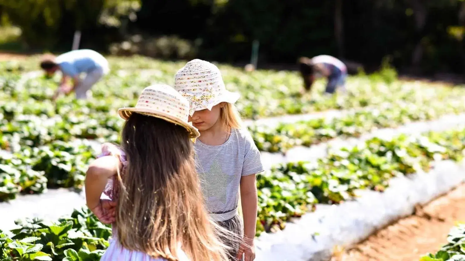 Restaurant/places to eat in Carmel at Sorrento Restaurant/places to eat in Carmel at Sorrento