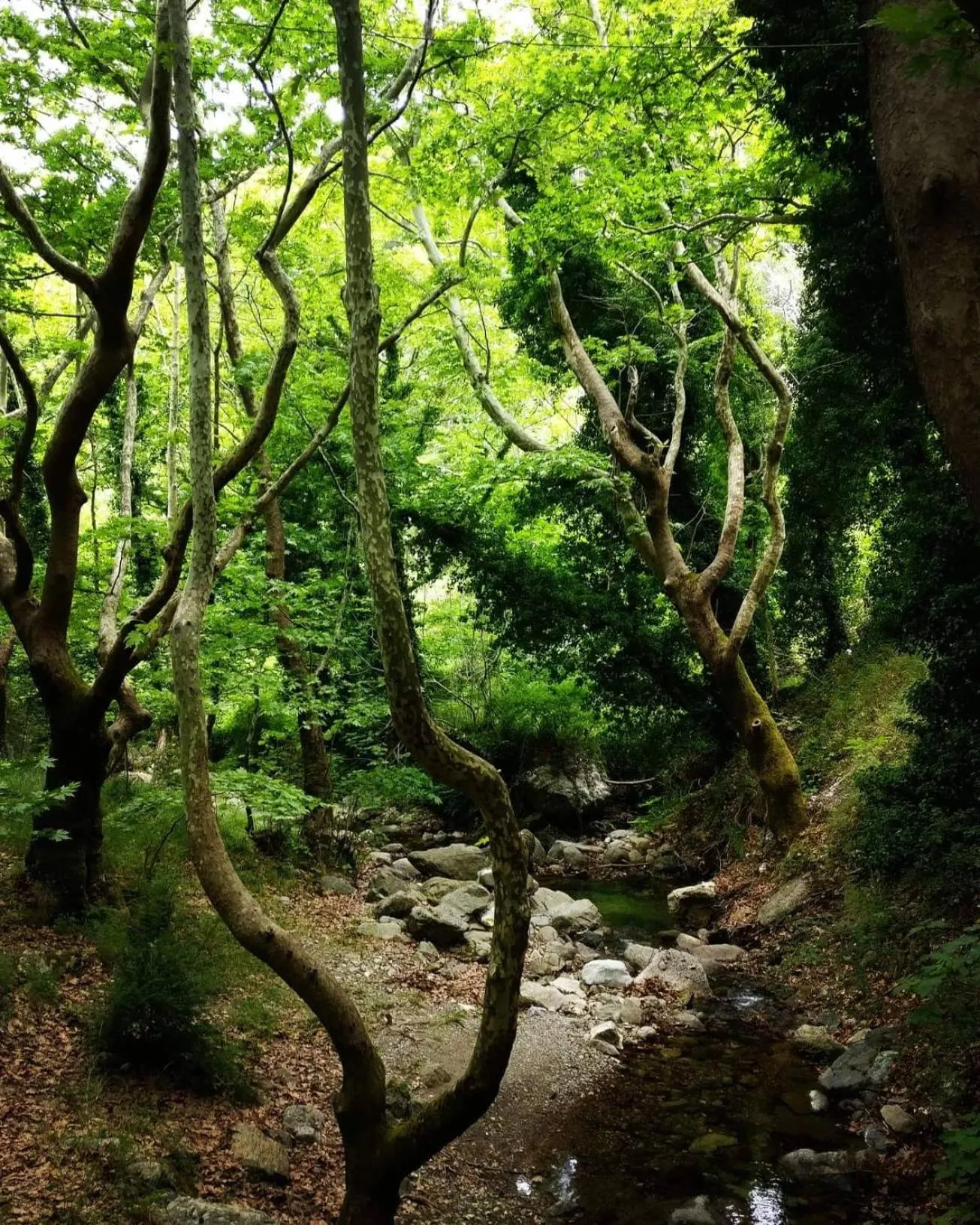 Summer in Hotel Steni