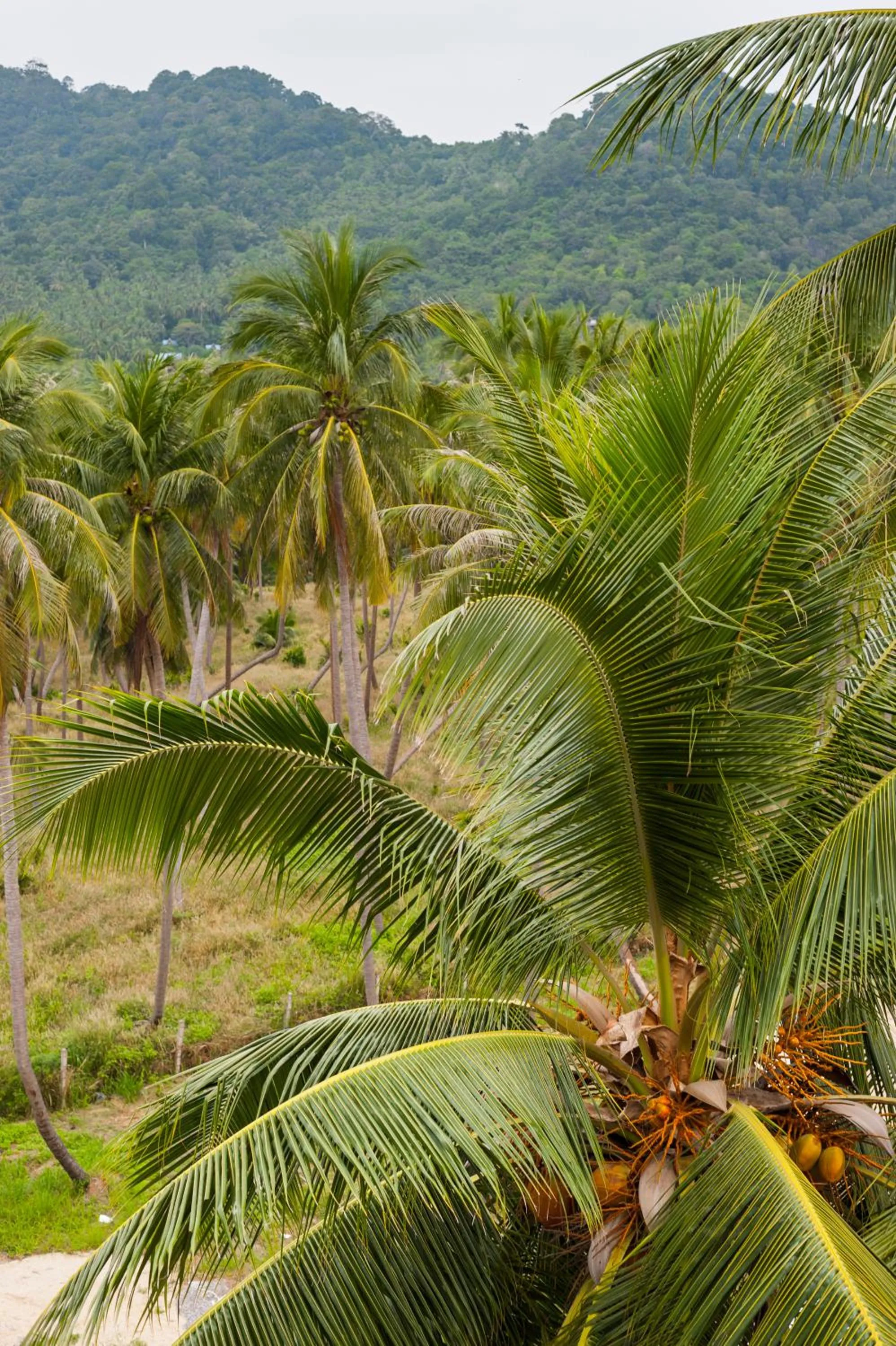 Mountain view in Pranee Amata