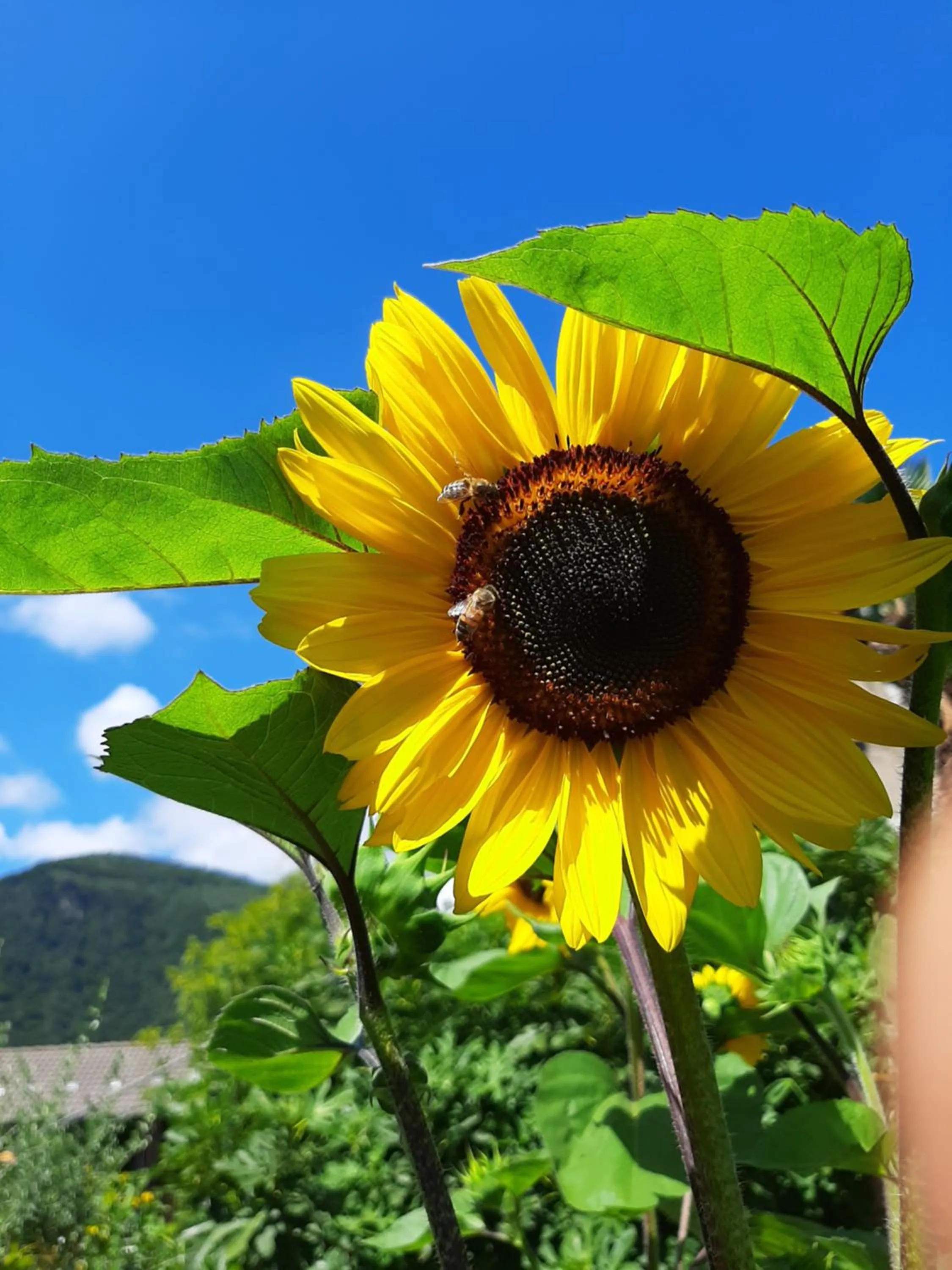 Other in B&B La Locanda del Cinghiale