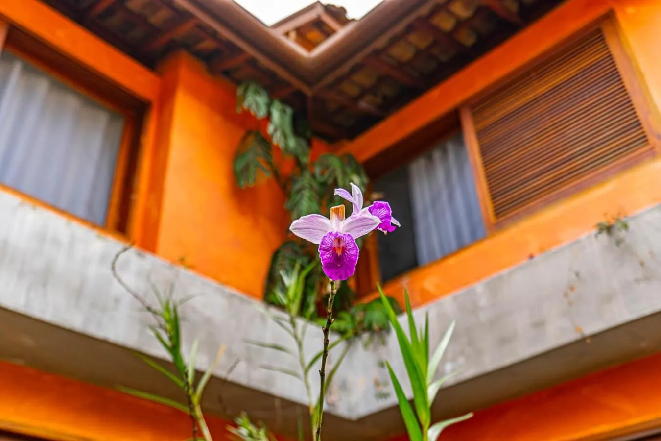 Garden in Pousada Jamboo