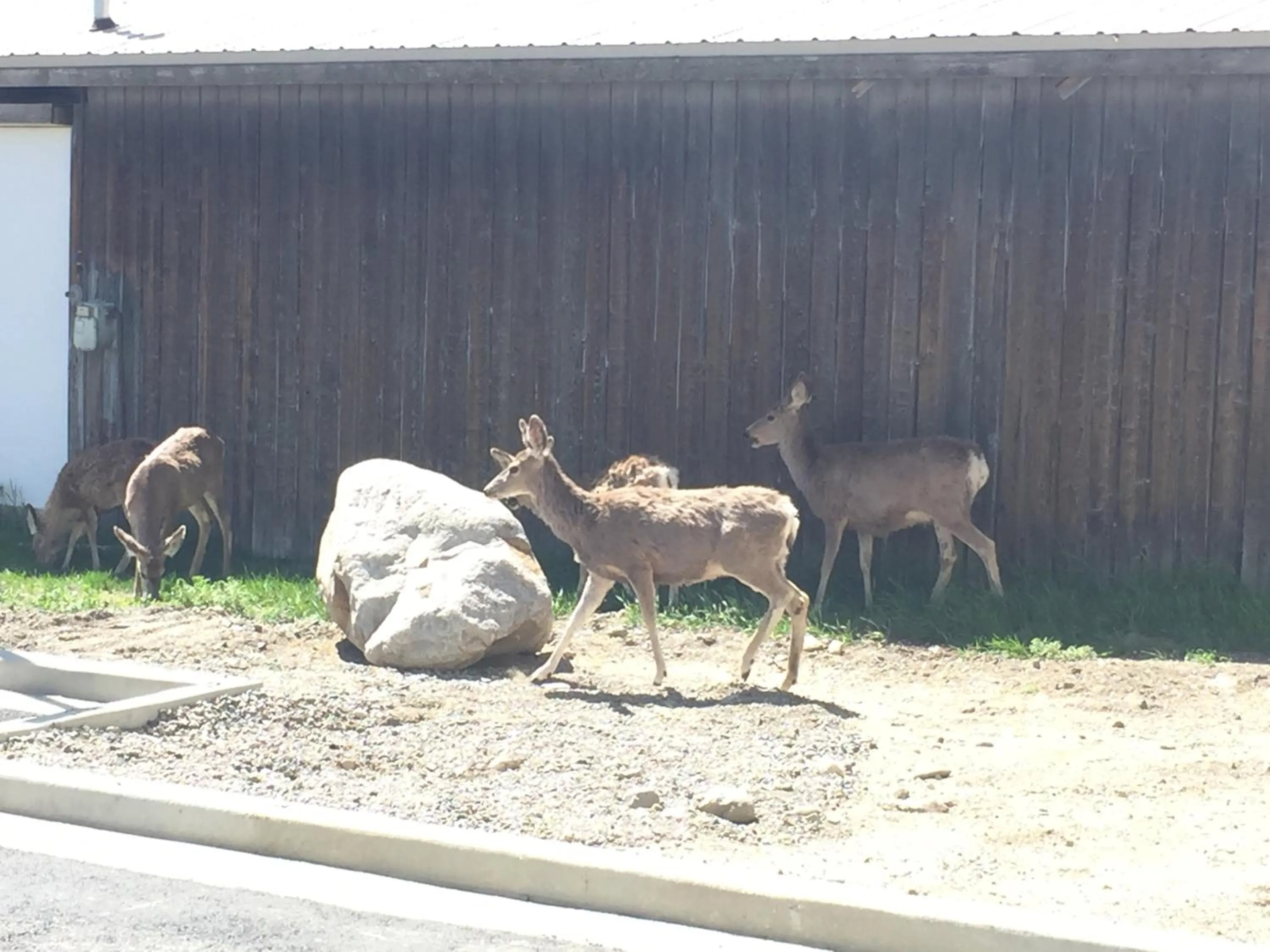 Animals in Yellowstone Big Rock Inn