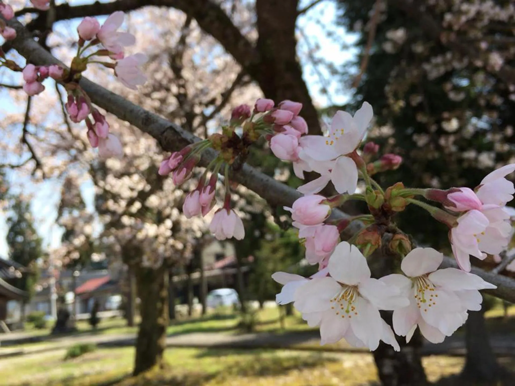 Natural landscape in Tsurugi Koizuki