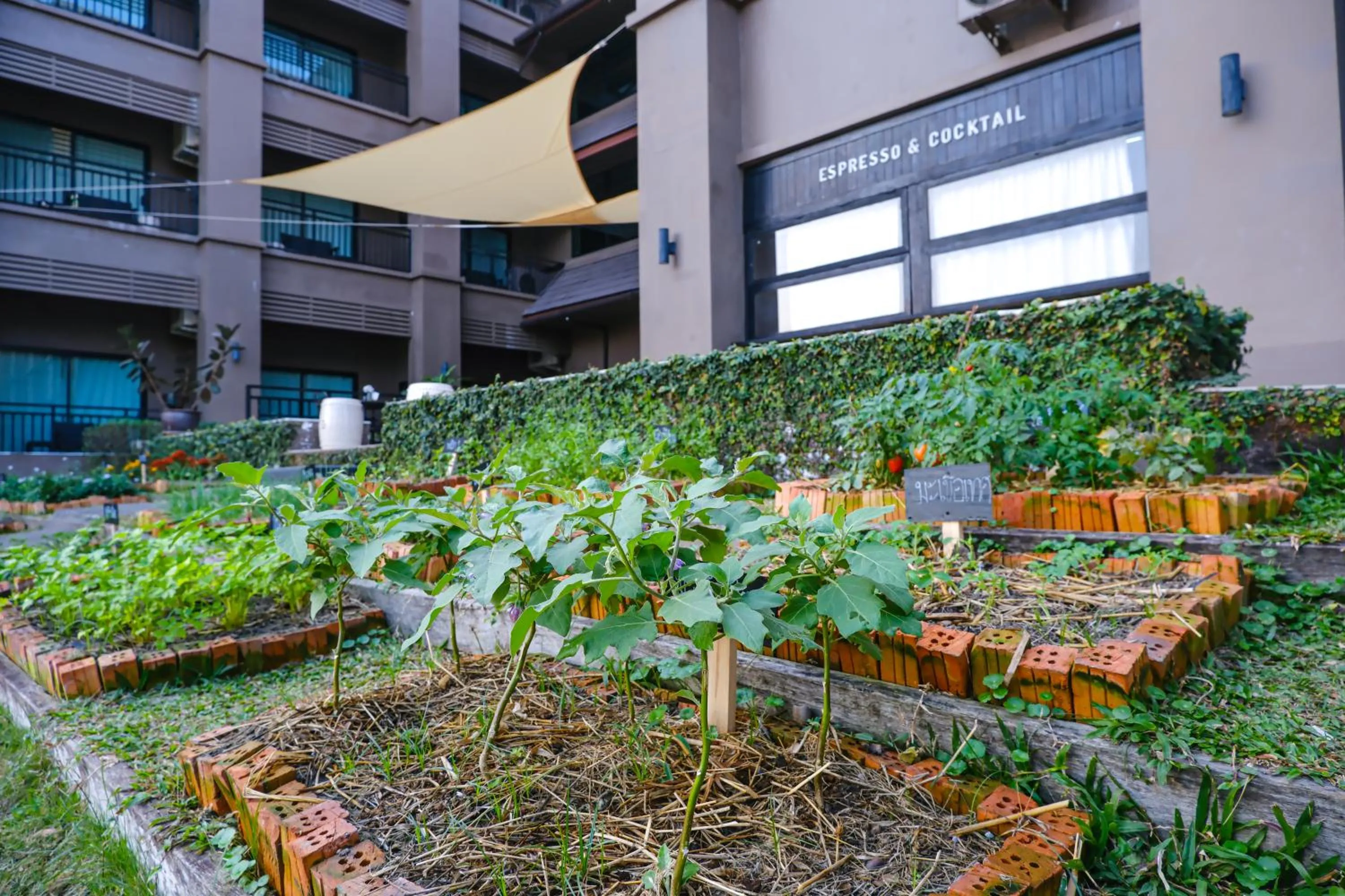 Garden in Brown House Hotel