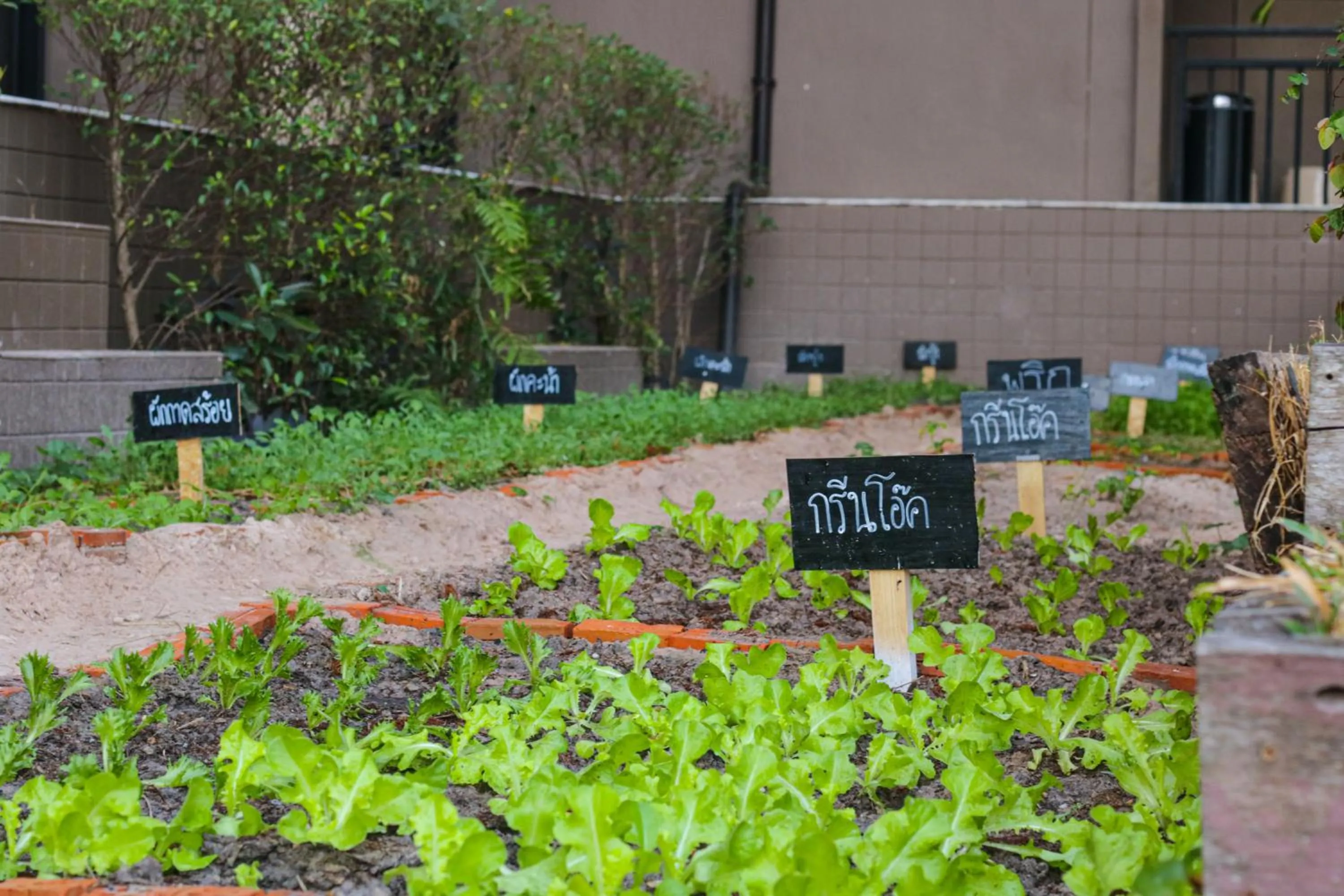 Garden in Brown House Hotel
