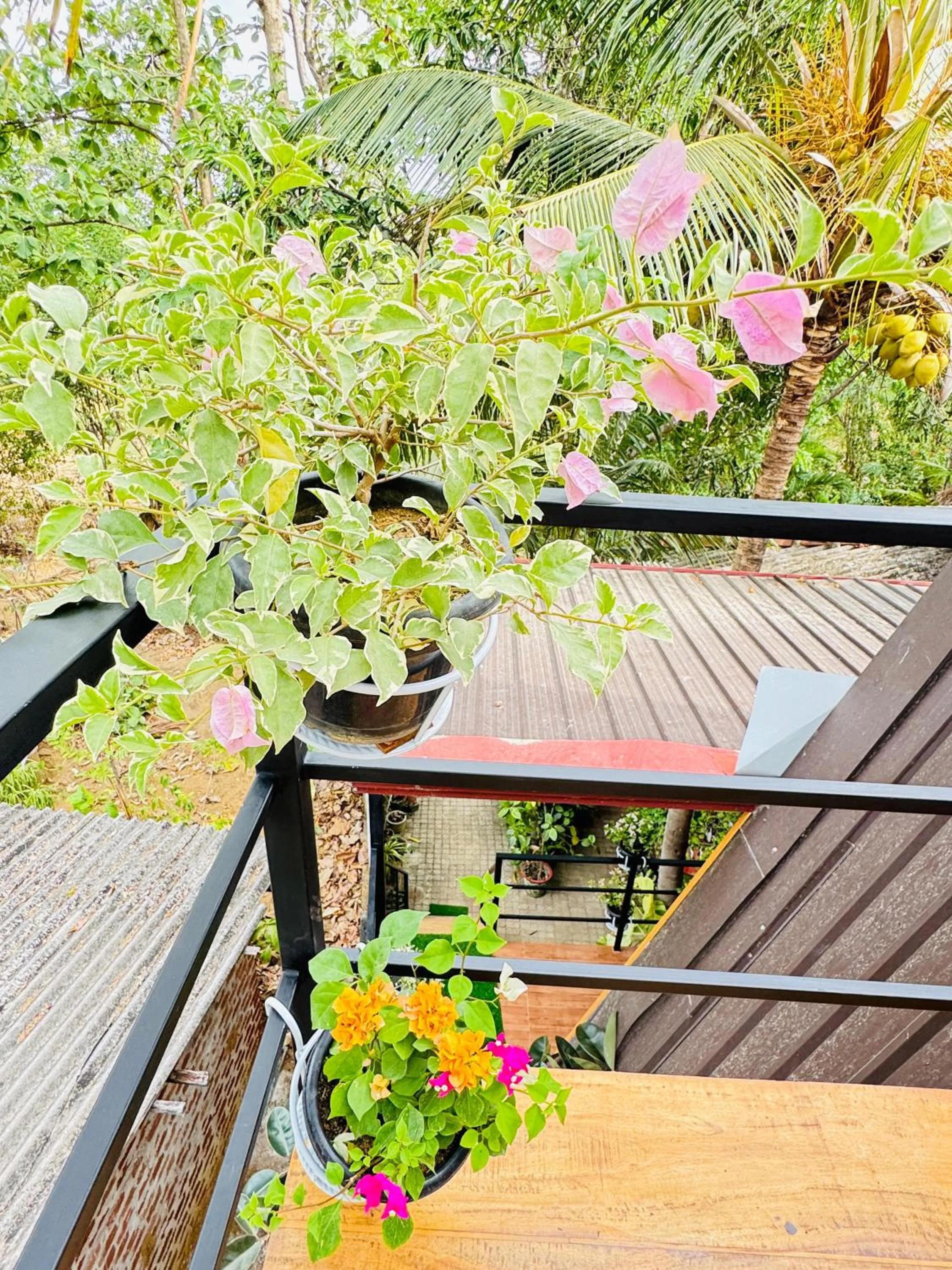 Garden view in Sigiri Tarushan Home Stay