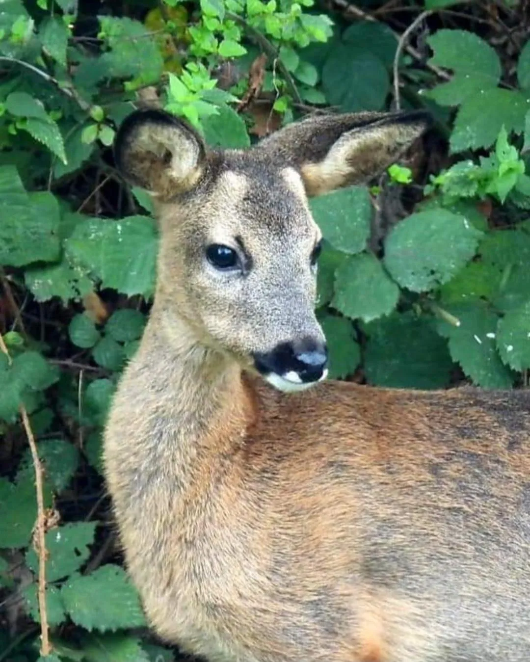 Escale Chambre d'hôtes Au coeur du vieux Profondeville entre Namur et Dinant