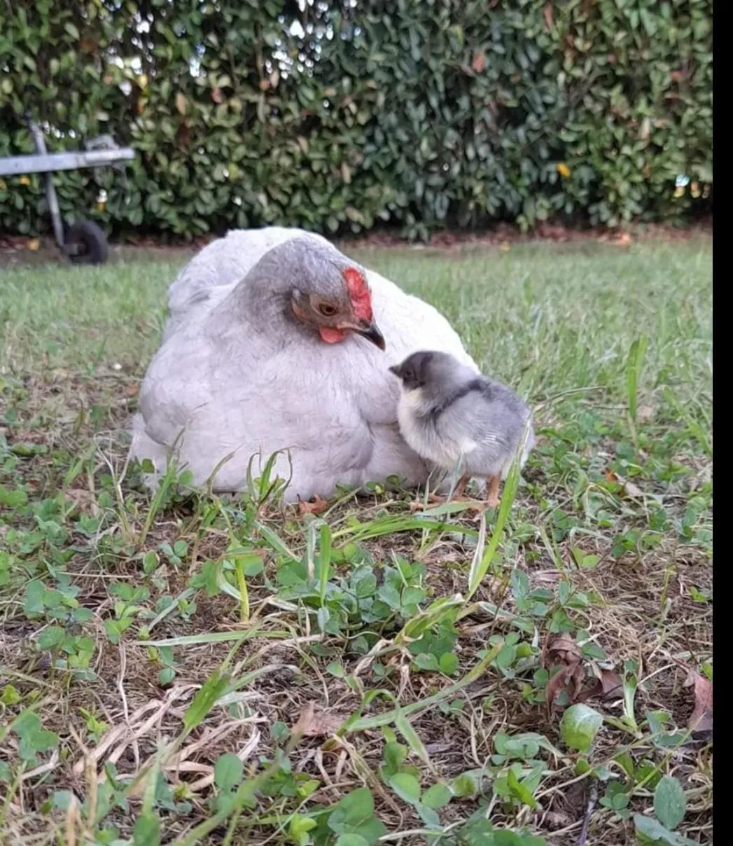 Escale Chambre d'hôtes Au coeur du vieux Profondeville entre Namur et Dinant