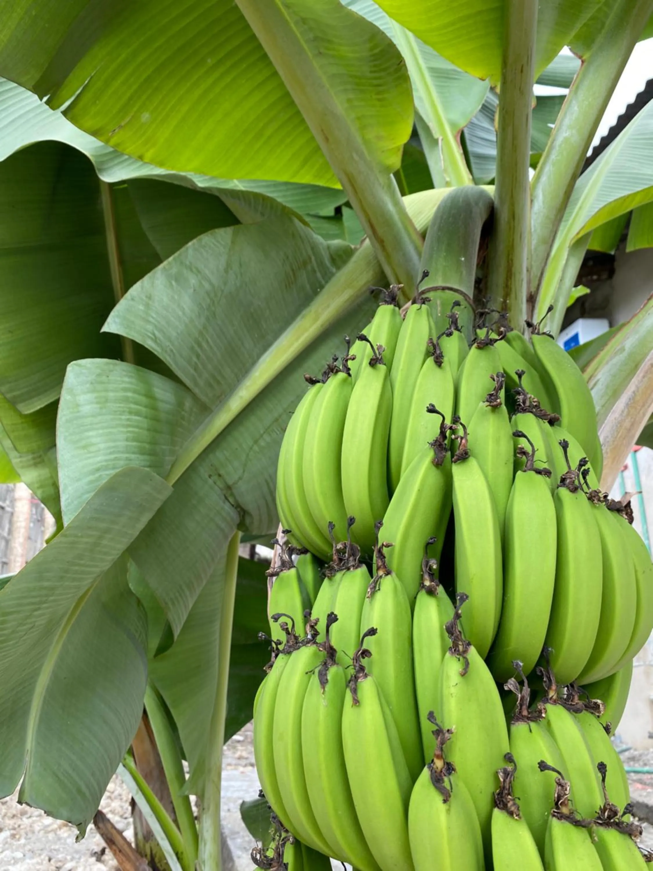 Area and facilities in Lighthouse Guesthouse