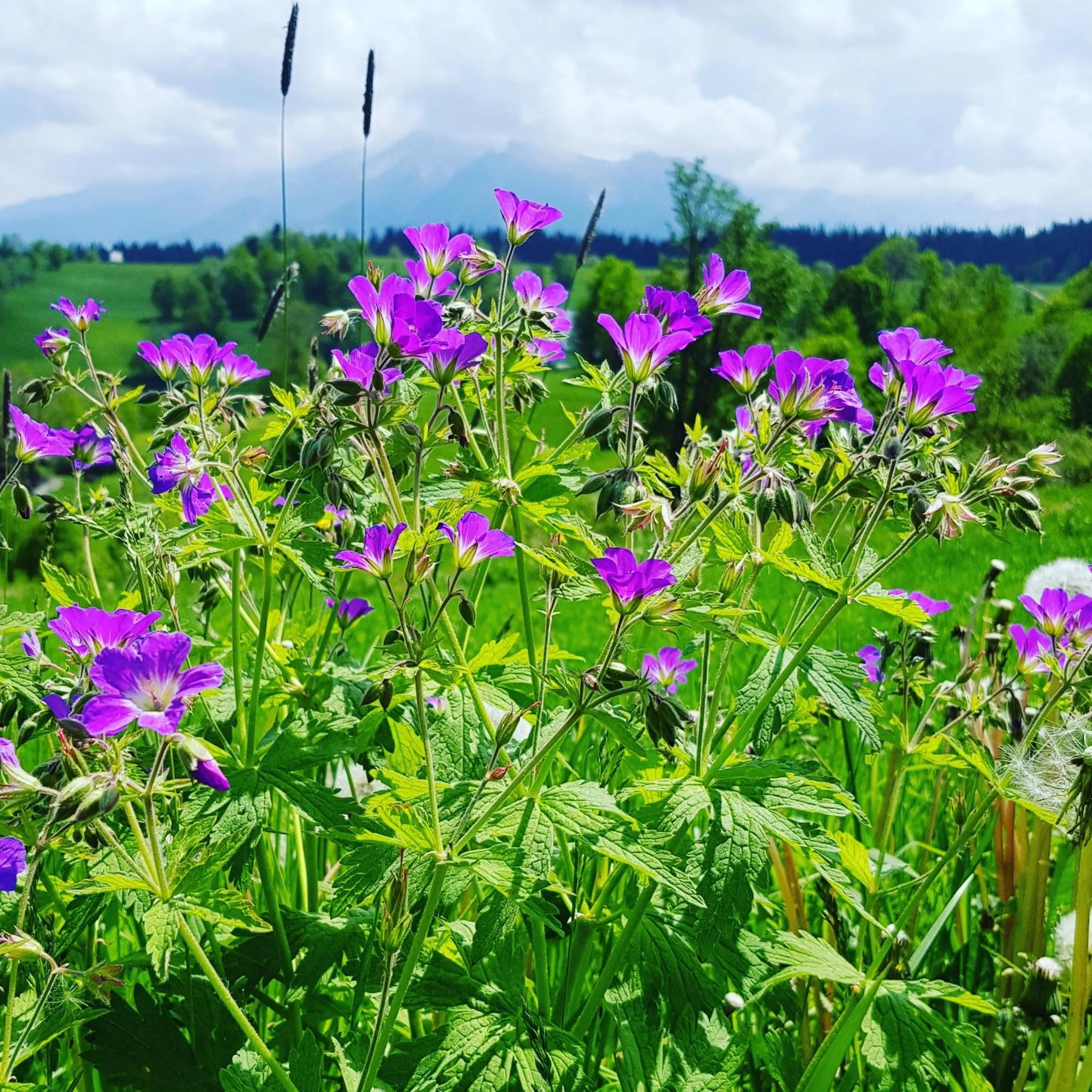 Natural landscape in Siumno Izba B&B Brzegi