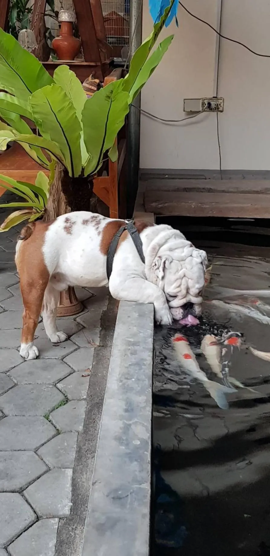 Pets in Gordnuea Boutique House