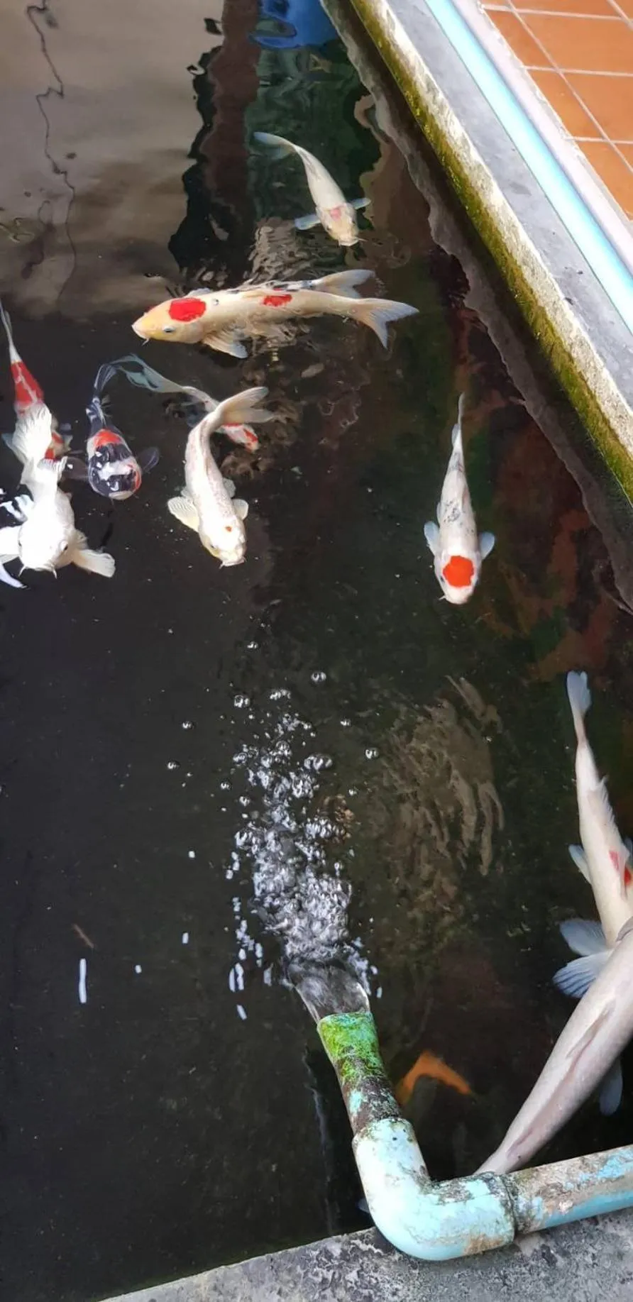 Animals in Gordnuea Boutique House