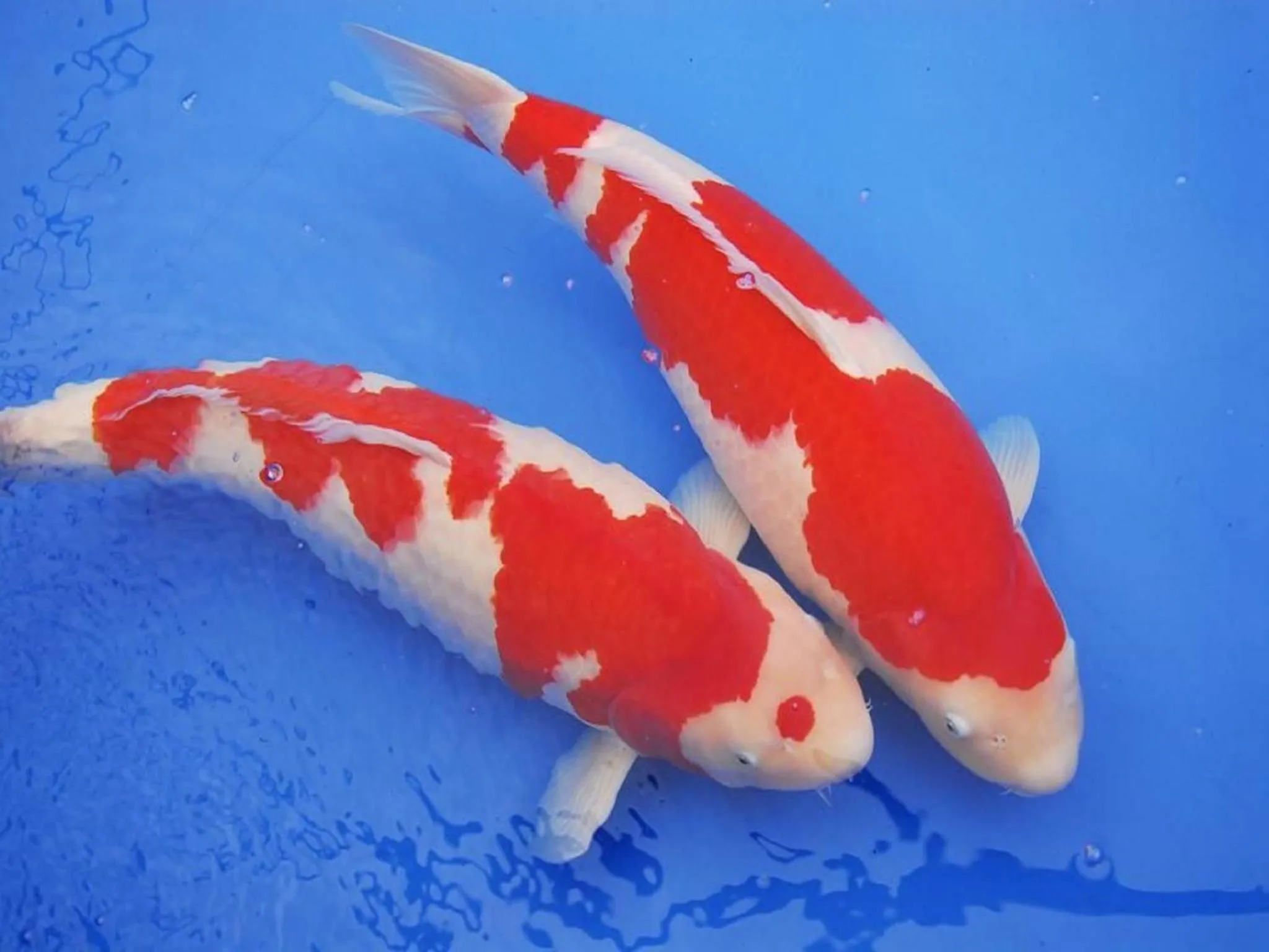 Hotel New Otani Nagaoka