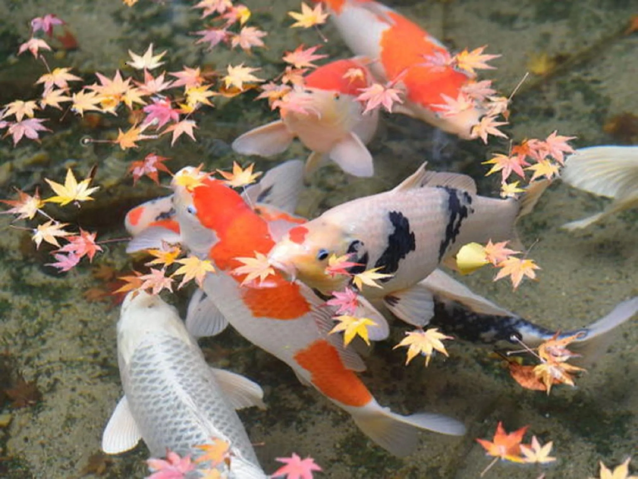 Hotel New Otani Nagaoka