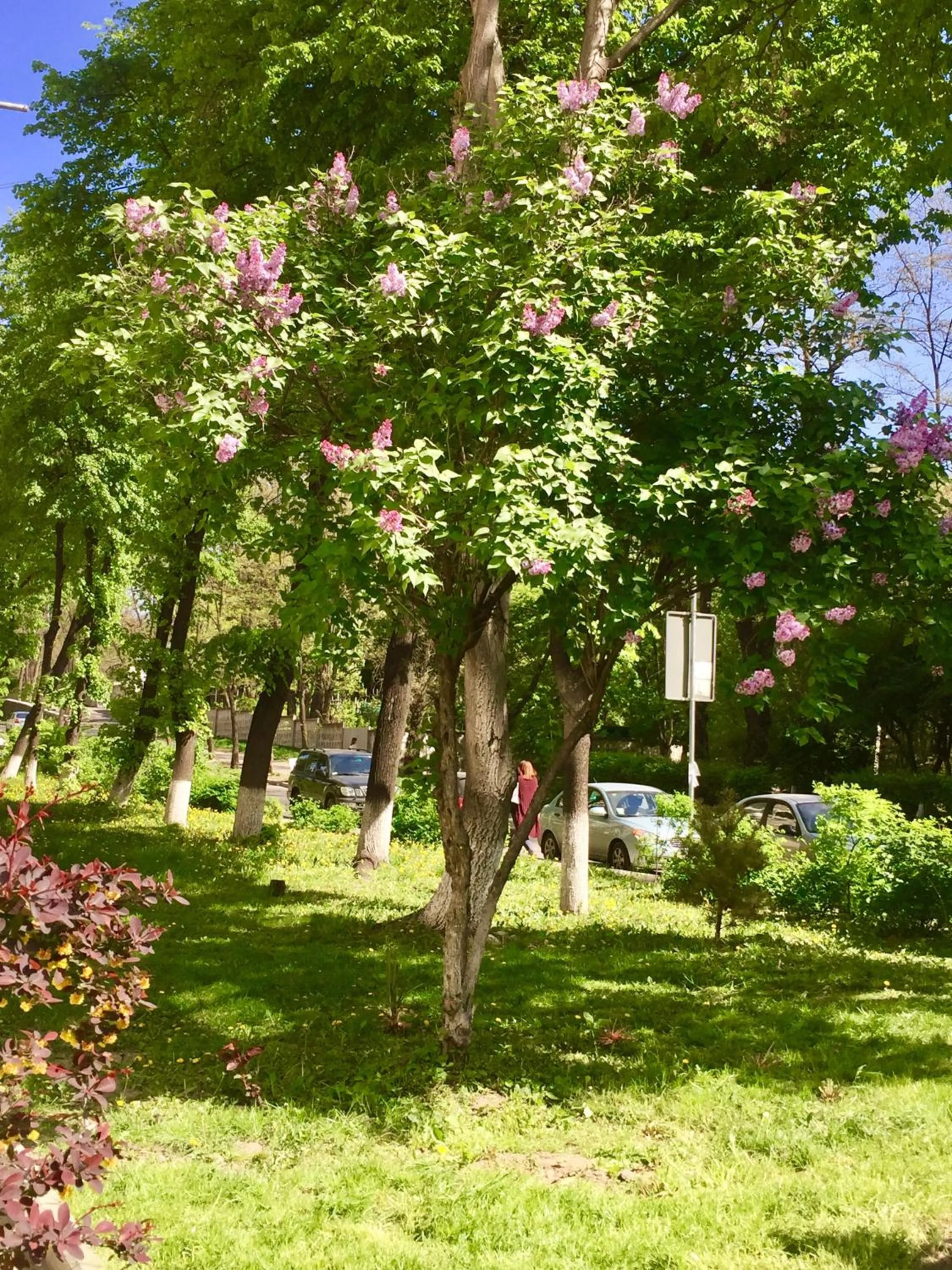 Natural landscape in Westend hostel Kyiv