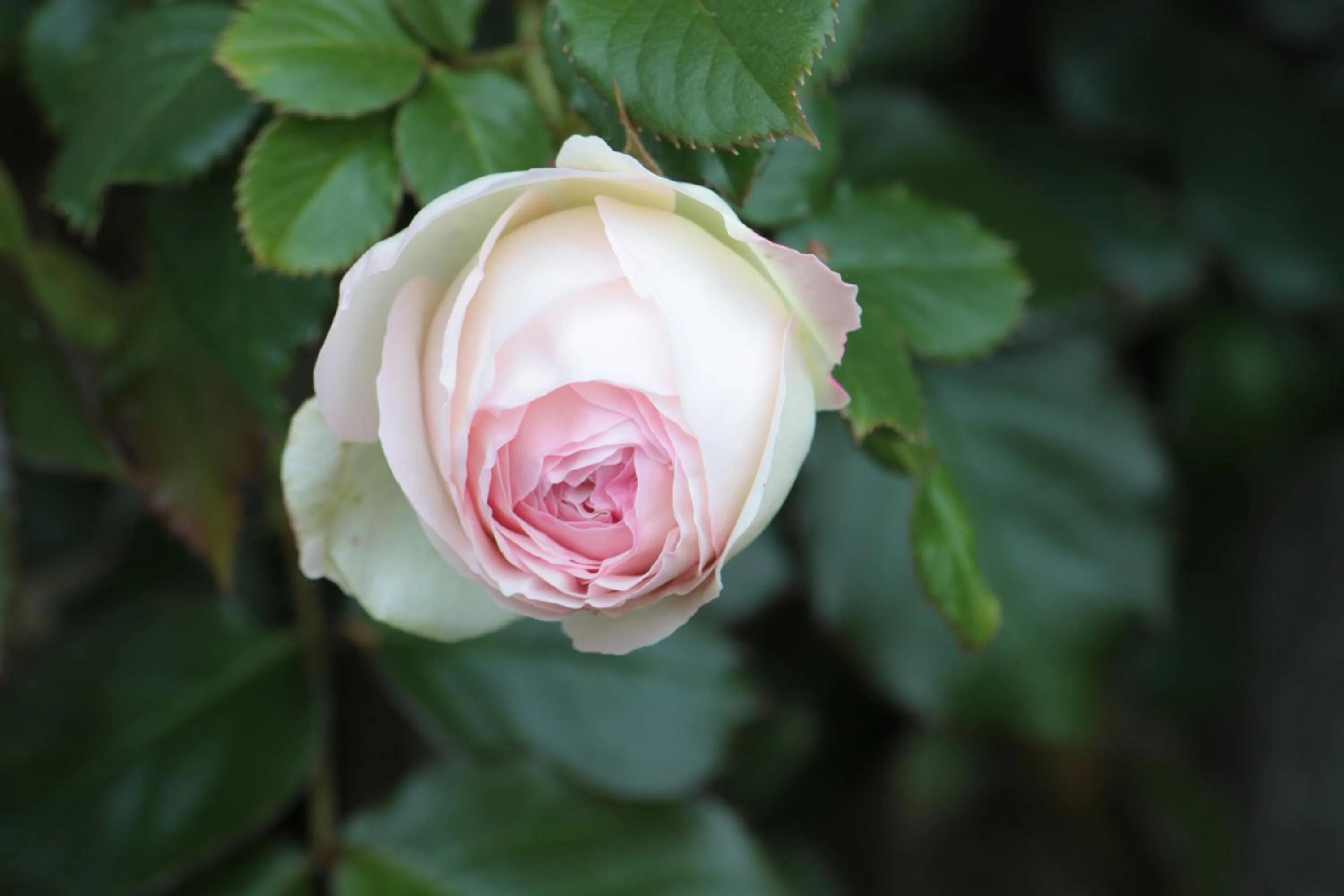 Spring in Le Berceul