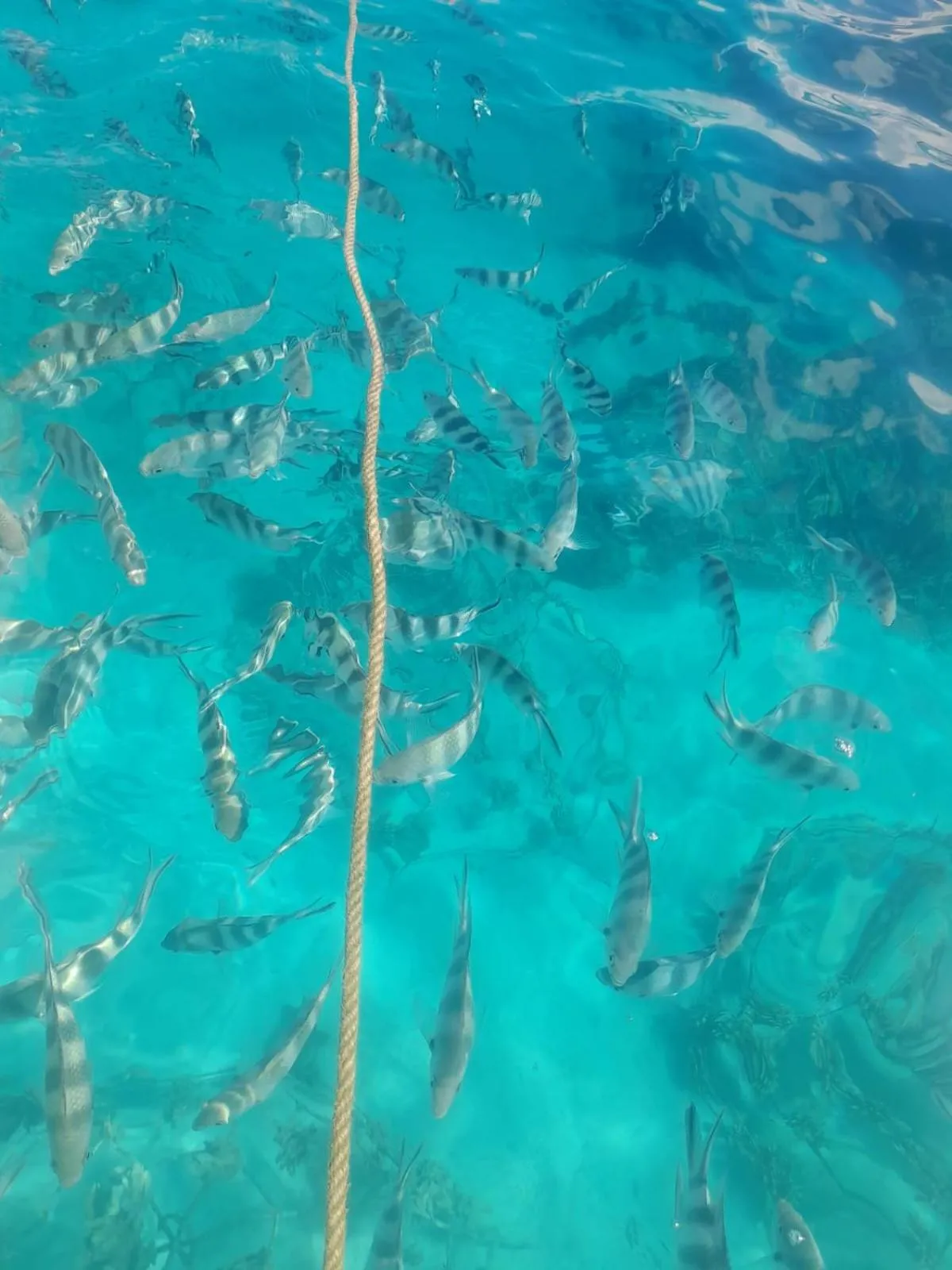 Fishing in Villas Vetiver