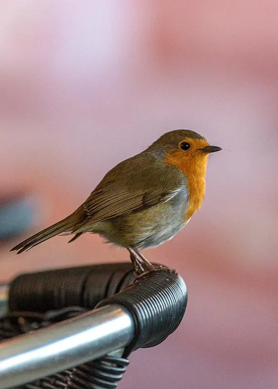 Animals in Waterfront Inn