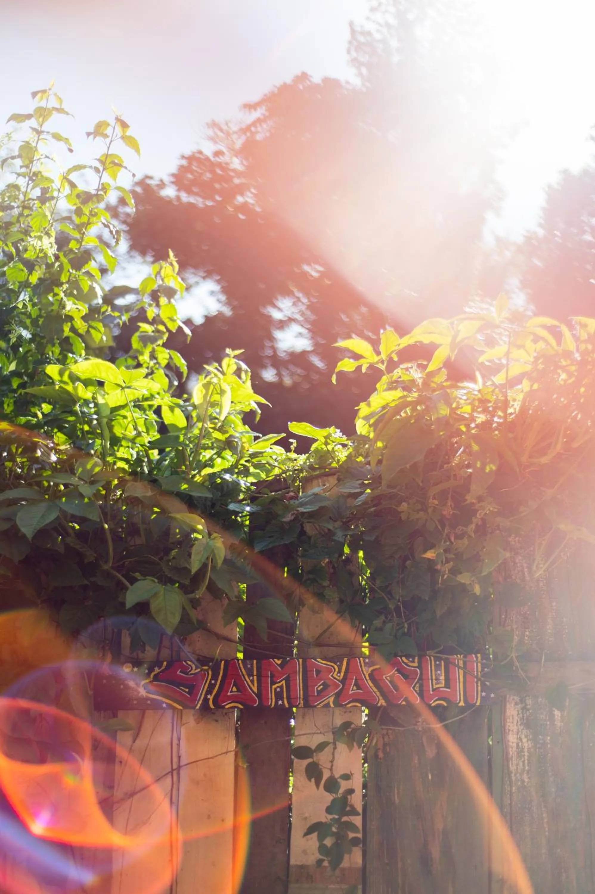 Garden view in Sambaqui Hostel