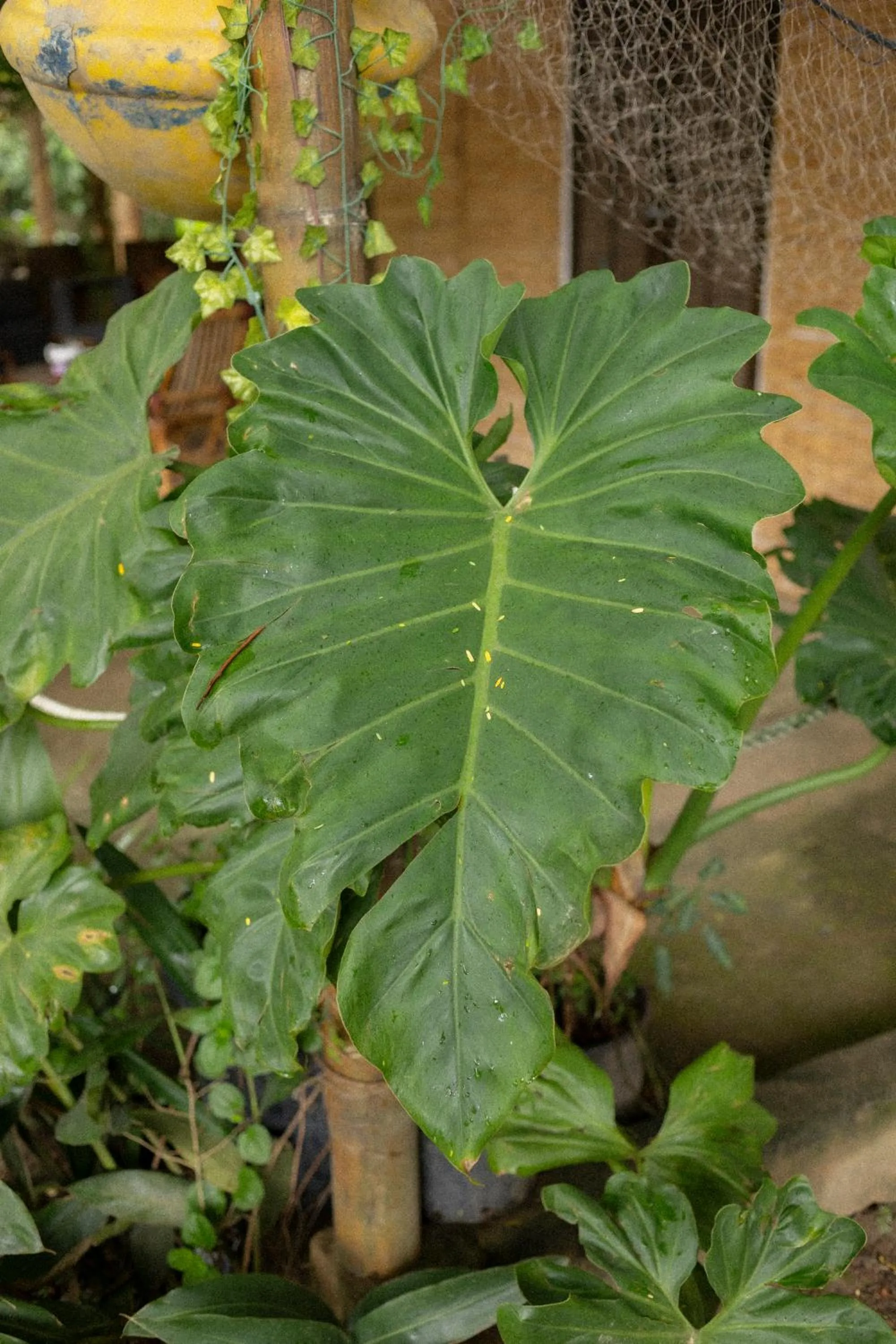 Natural landscape in Sambaqui Hostel