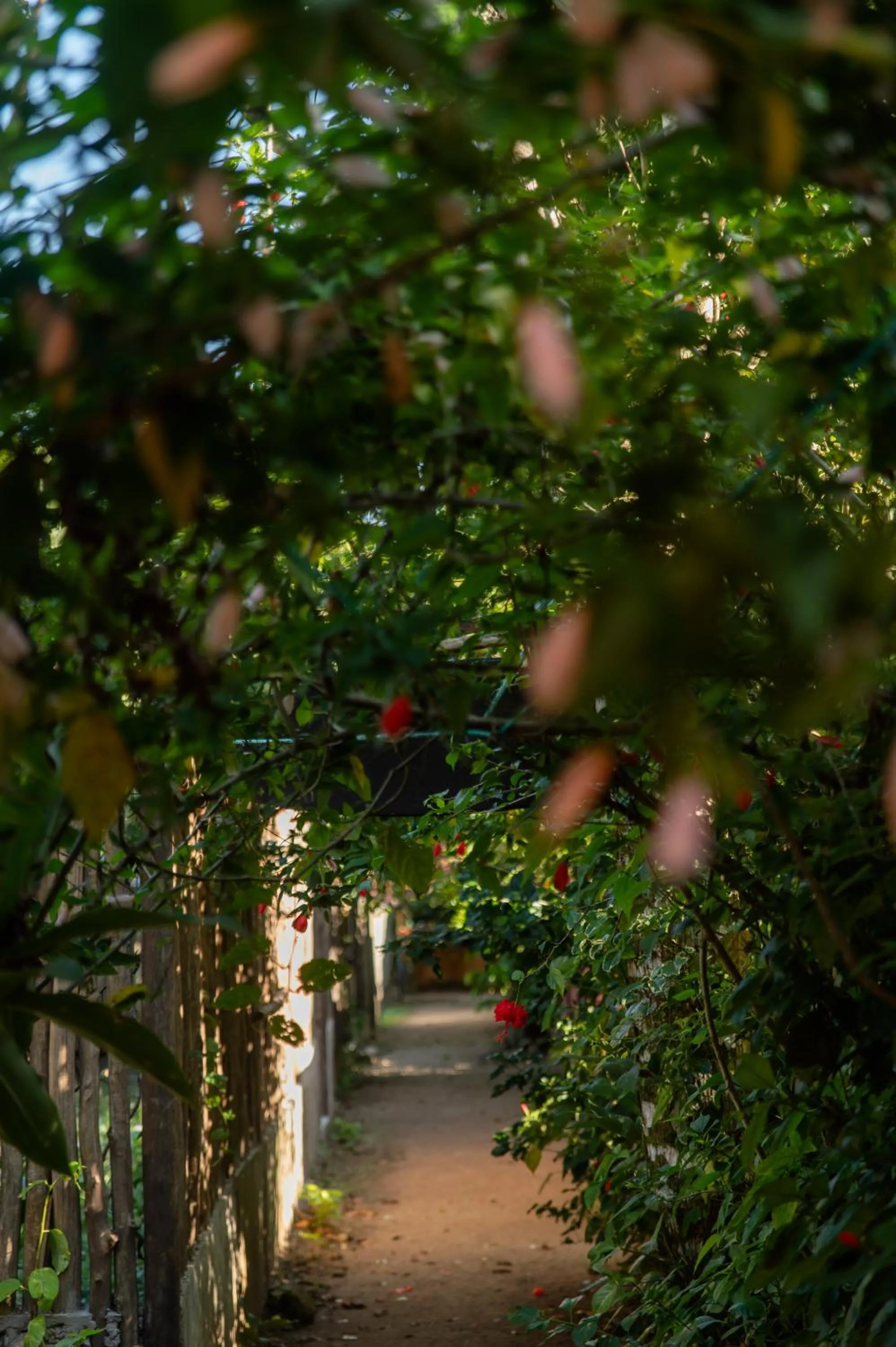 Garden view in Sambaqui Hostel