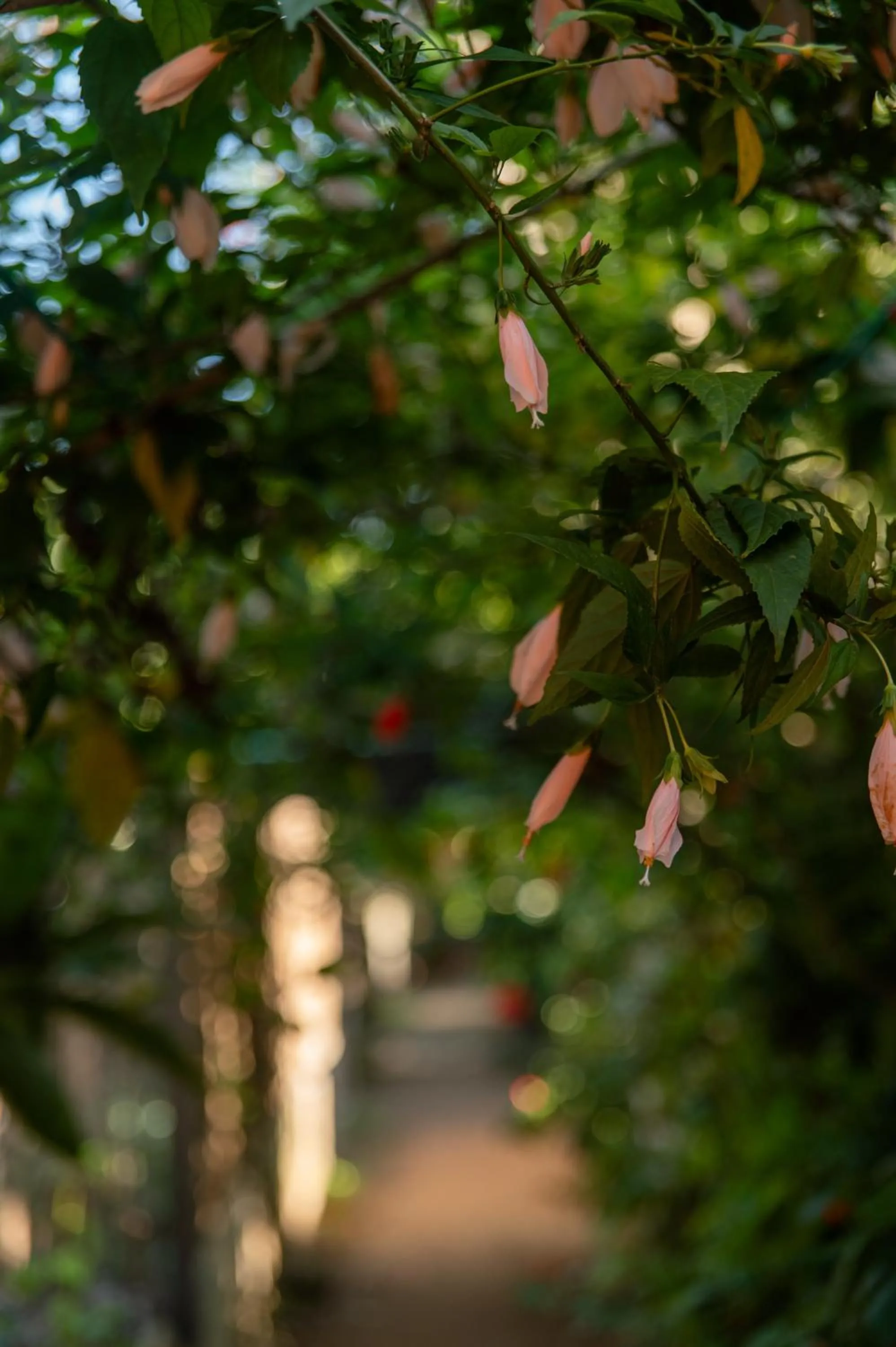 Garden view in Sambaqui Hostel