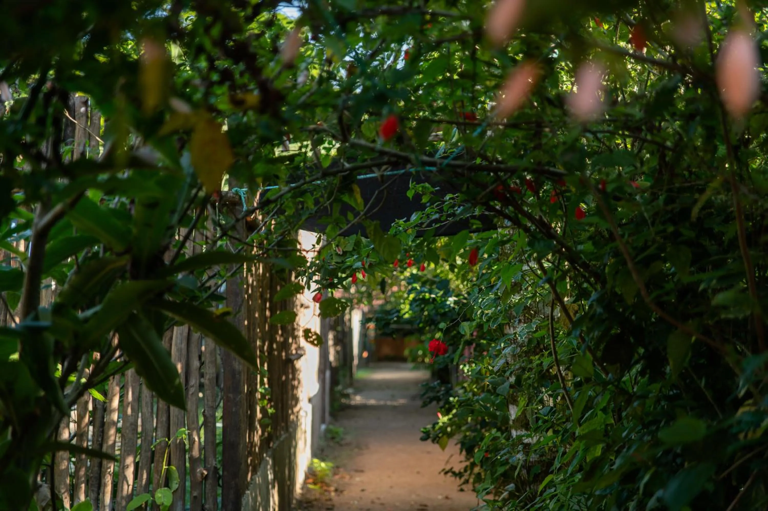 Garden view in Sambaqui Hostel
