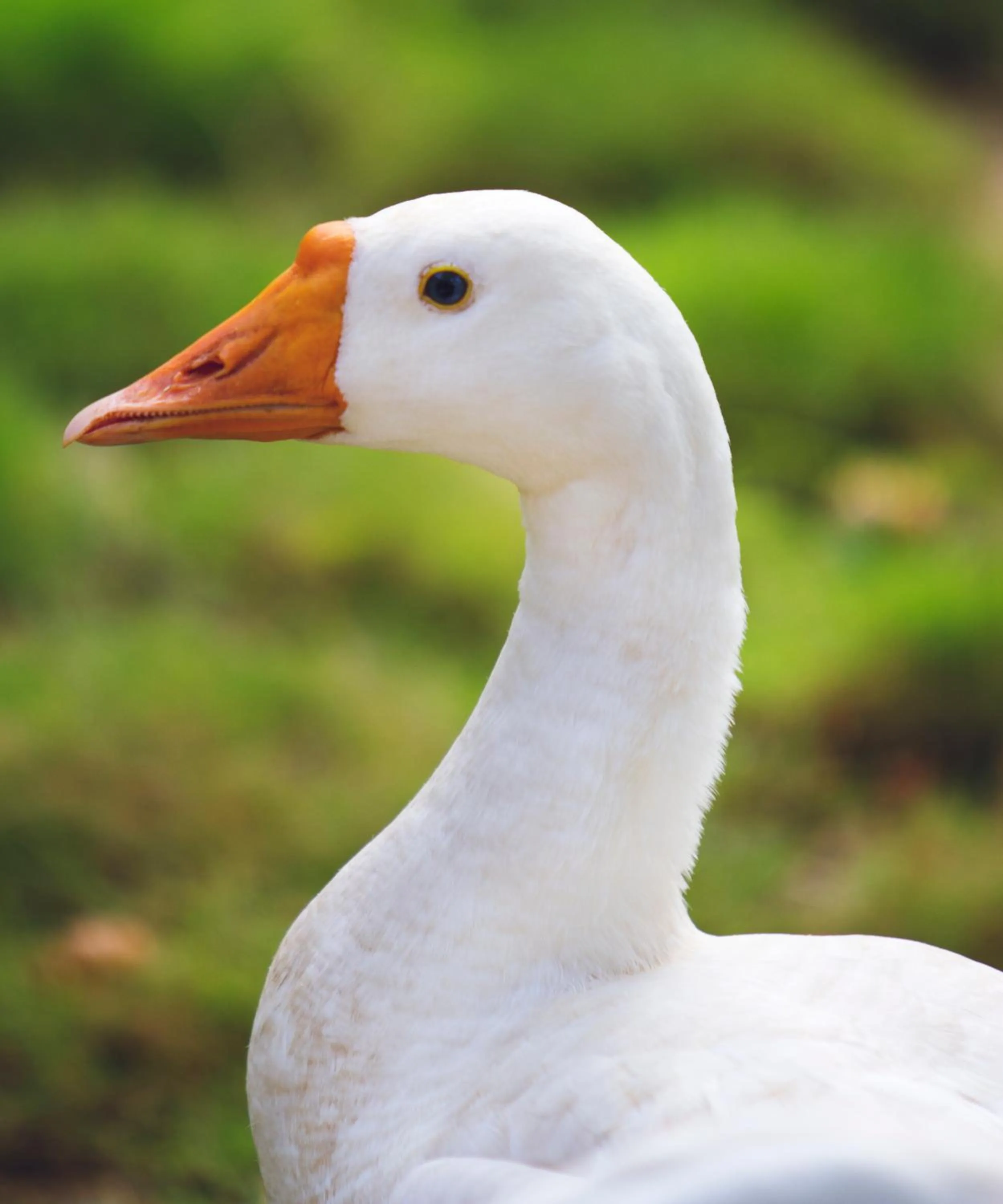 Other in Paradise Lagoon